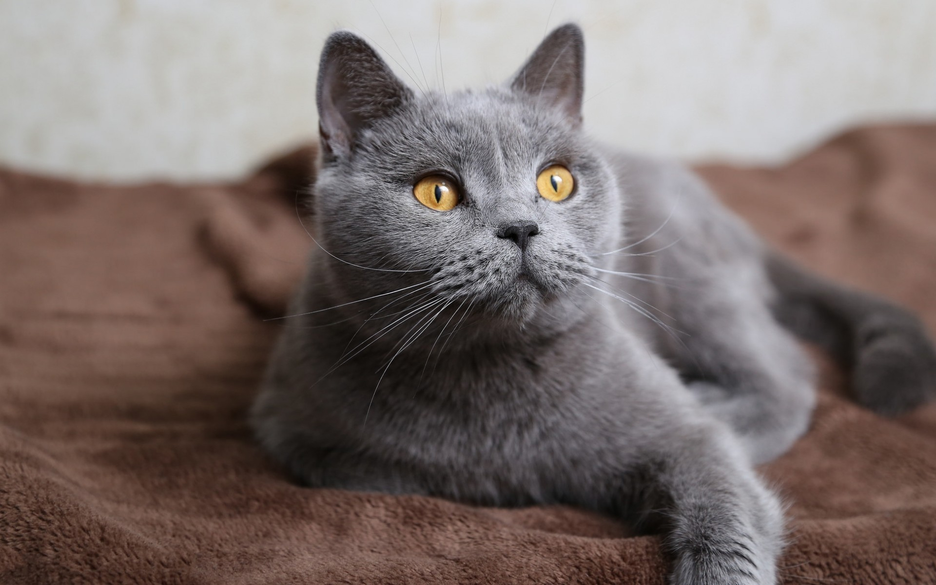 кошки, британцы