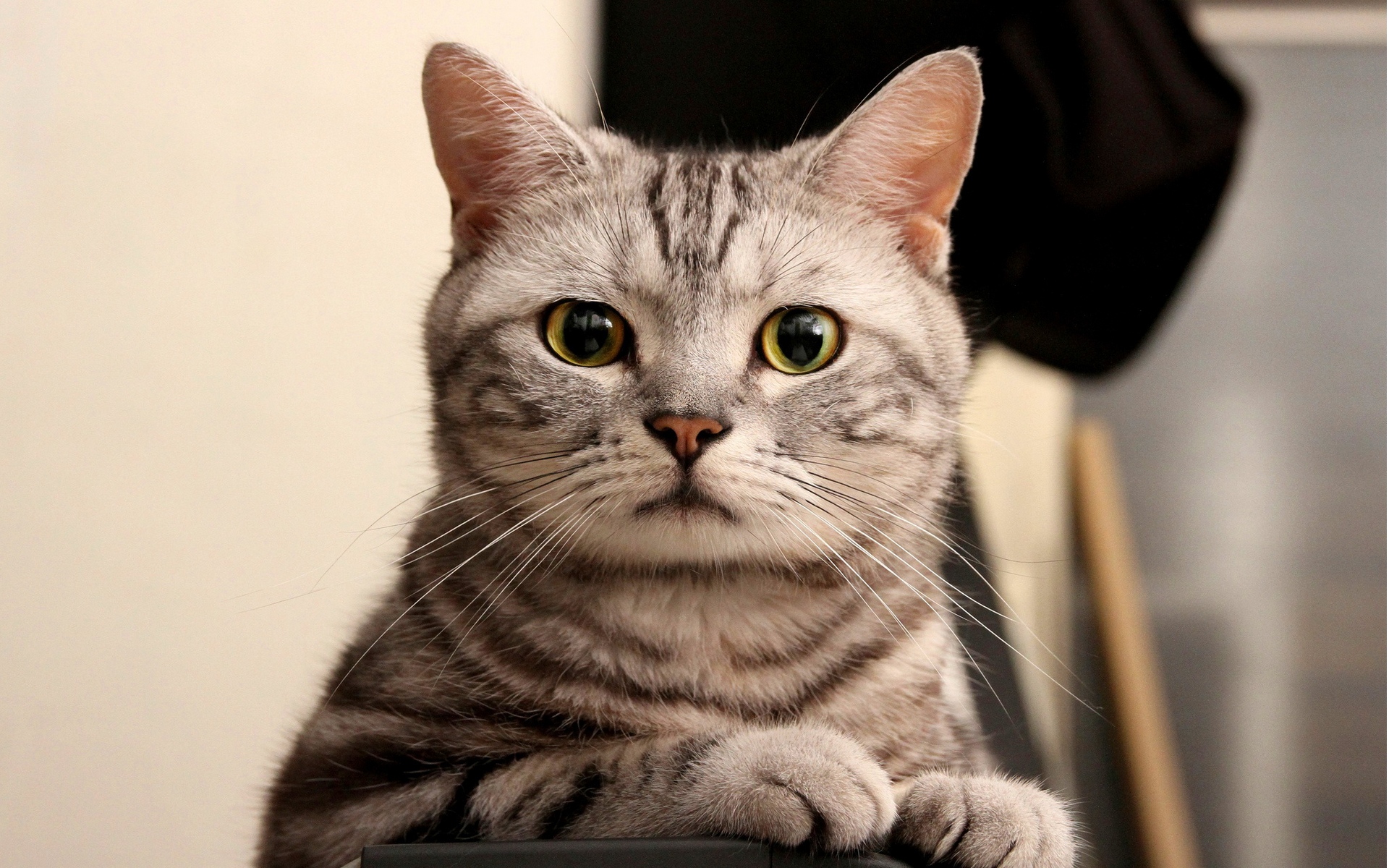 кот, коты