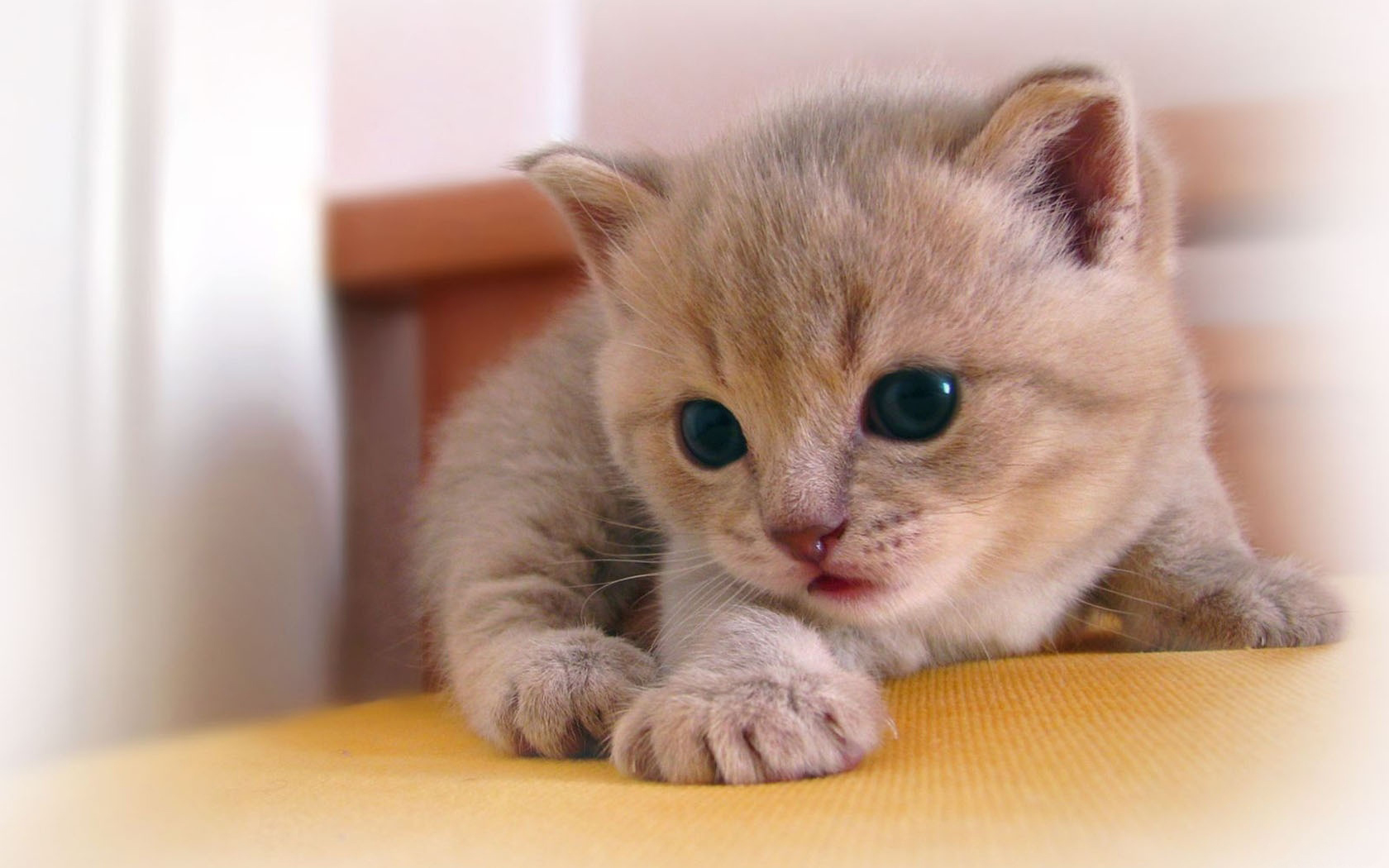 котенок, котята