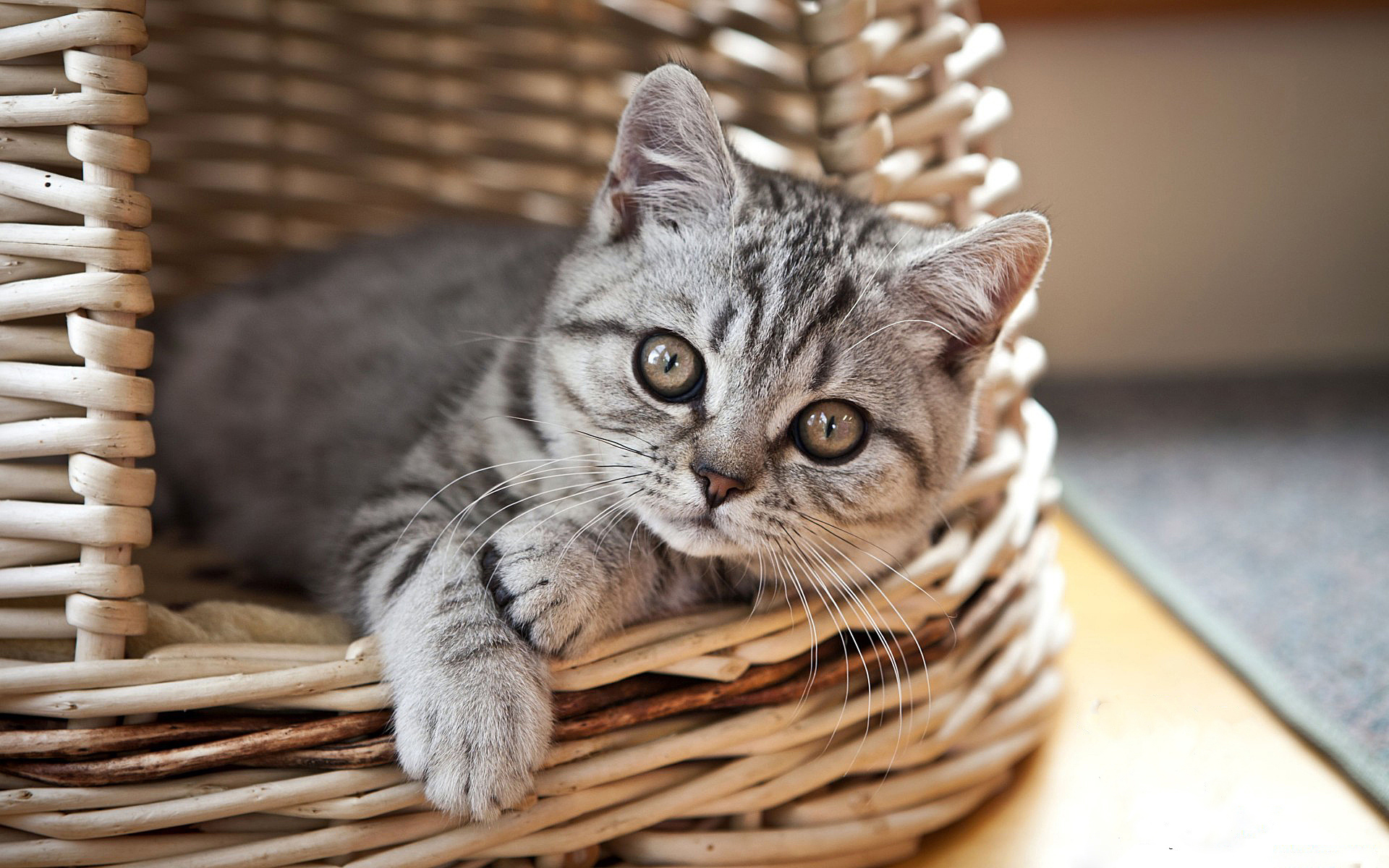 котенок, корзина, кот