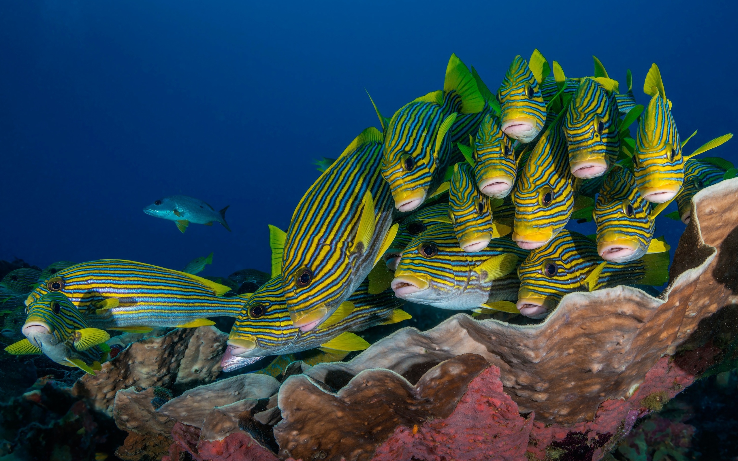 underwater, fish, море