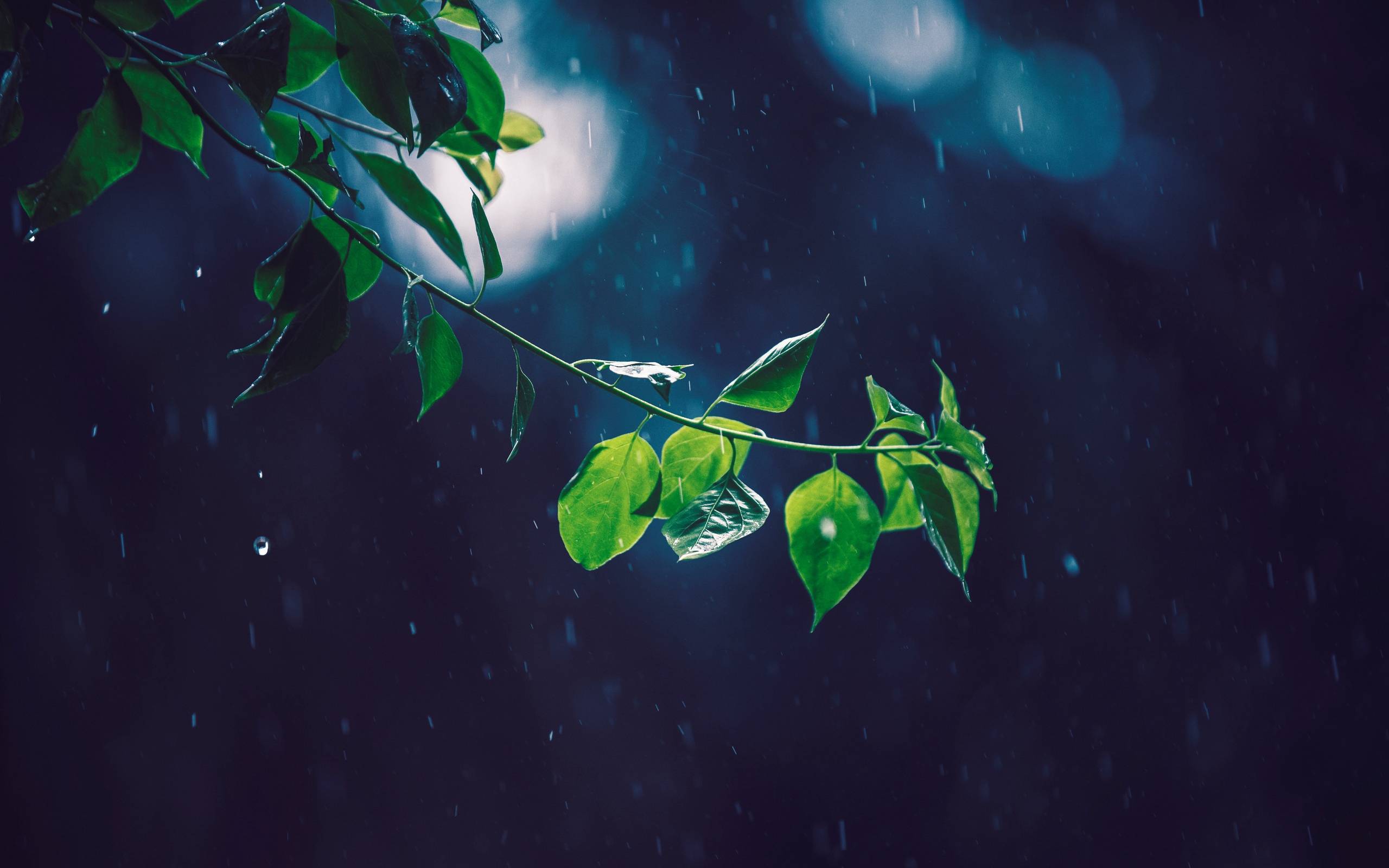 нана, маки i