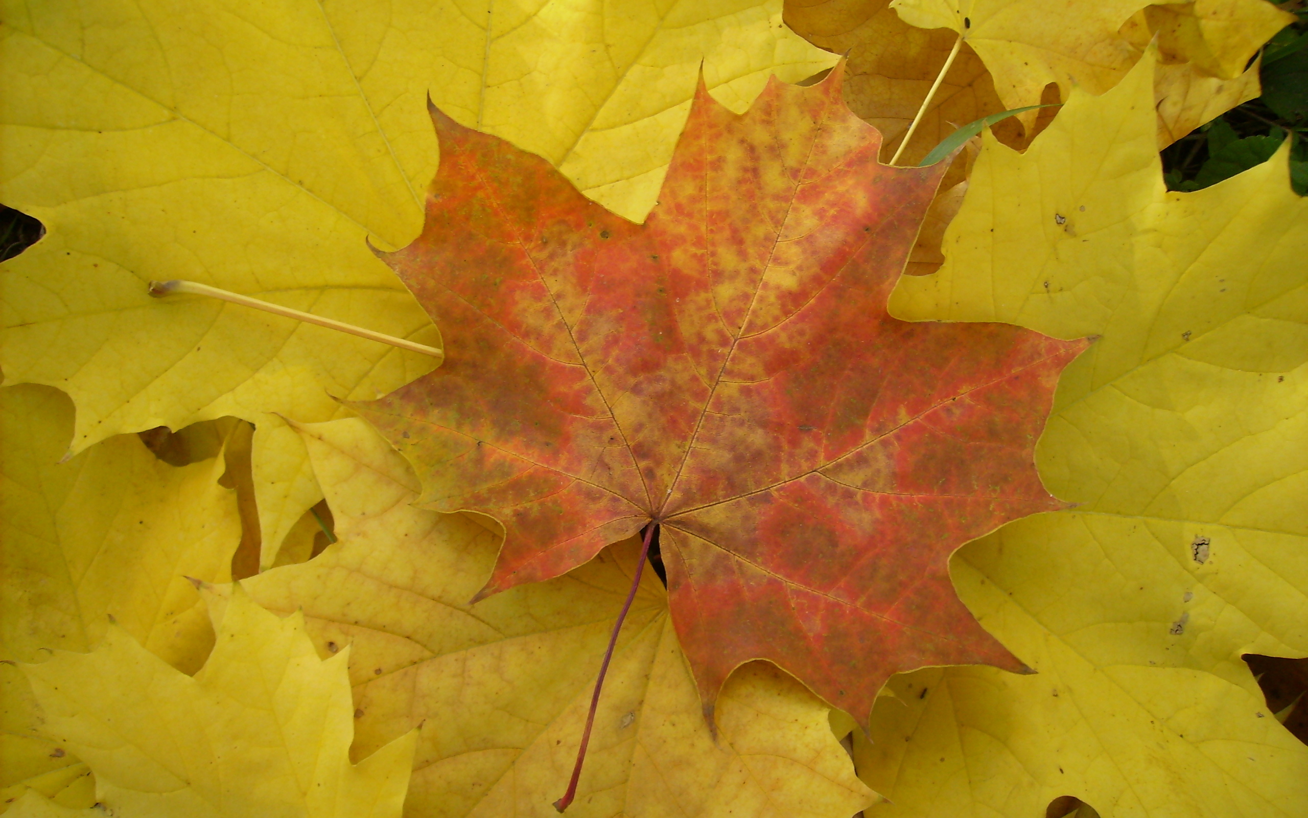 Лист осенний золотист. Кленовый лист желтый. Осенний кленовый лист. Осень листья. Осенние листья клена.