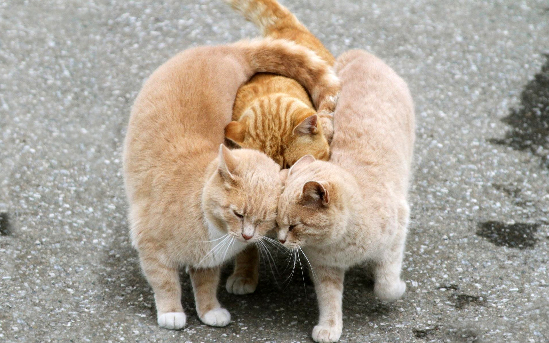 обнимашки, кошки, коты