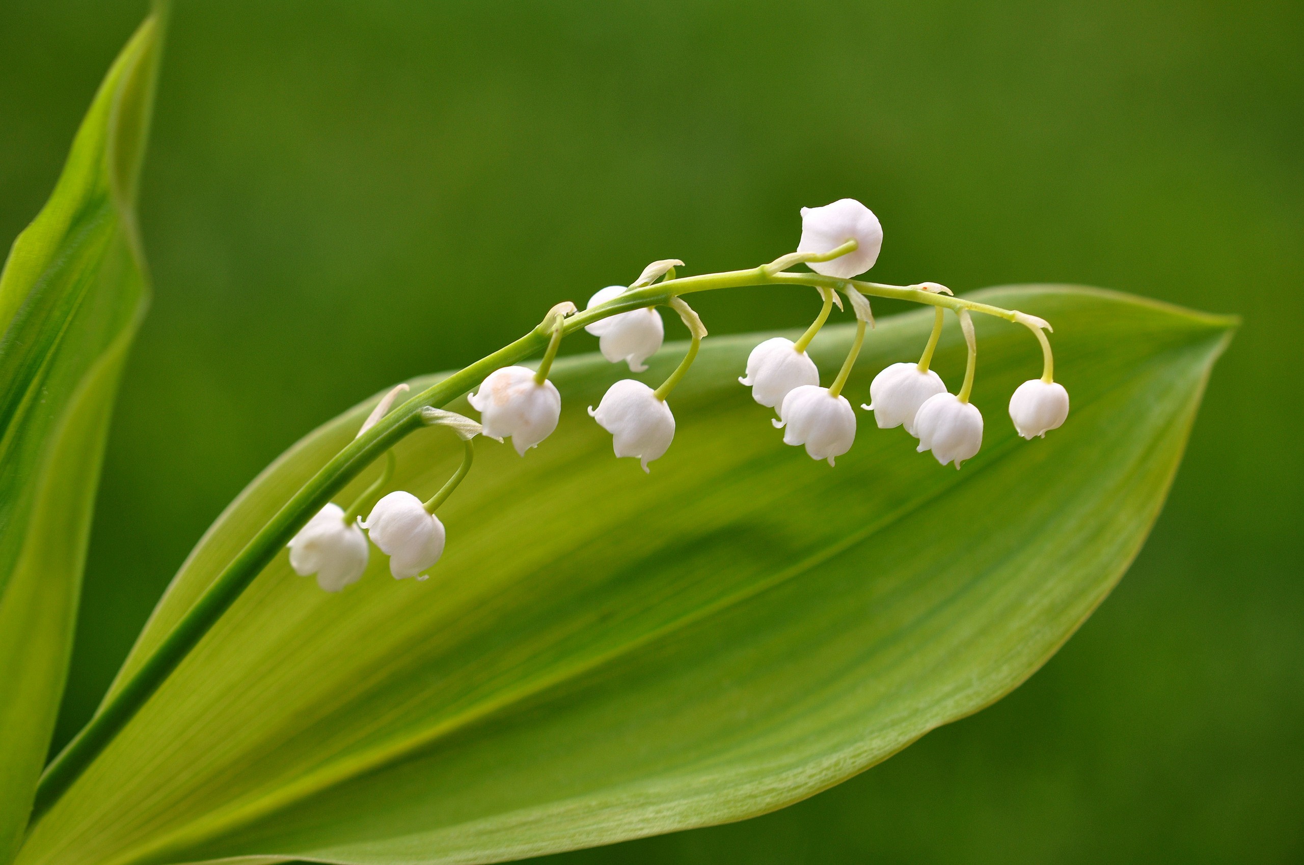 lily, листва, cvety
