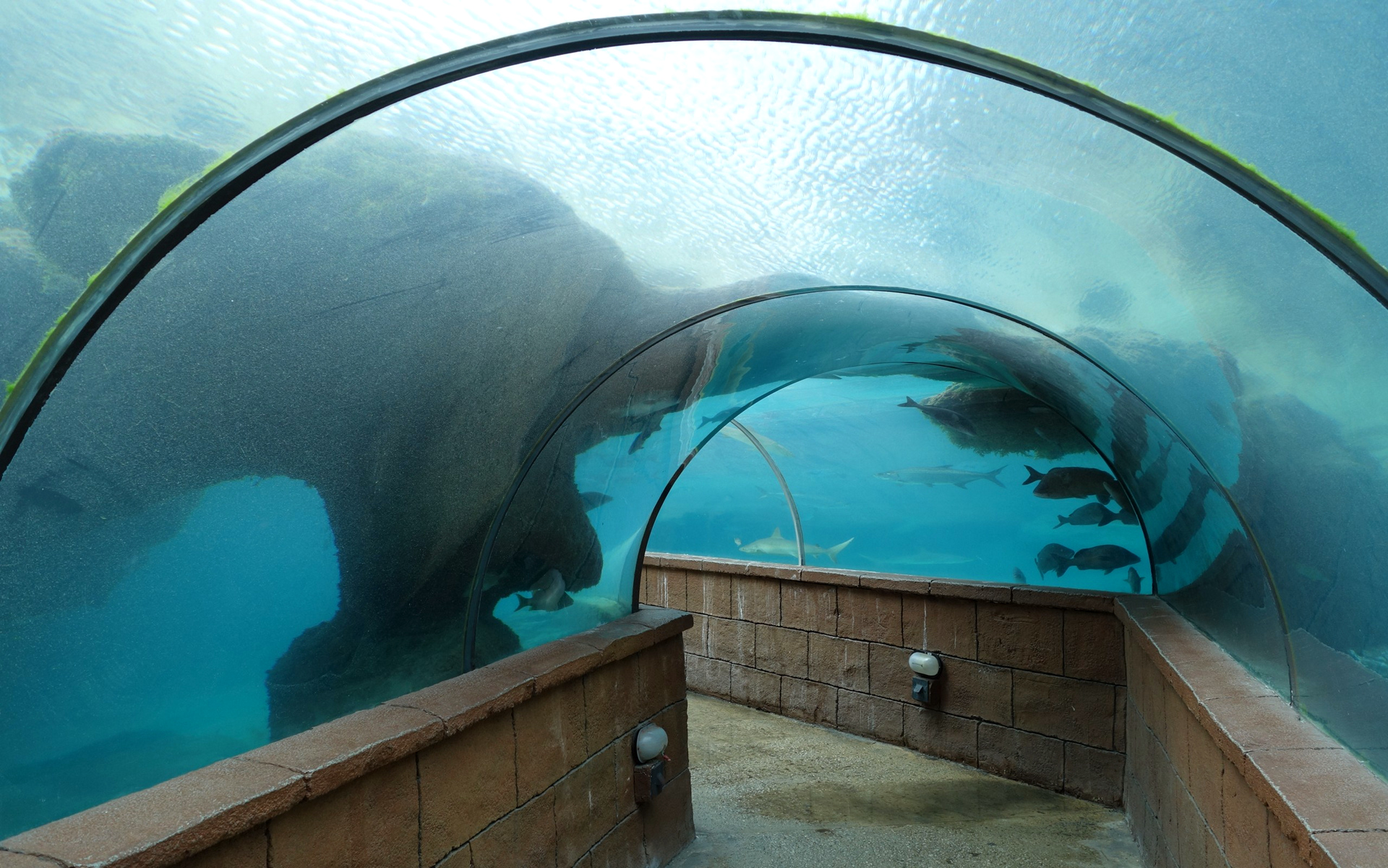 внутри находится большой резервуар с большим животным