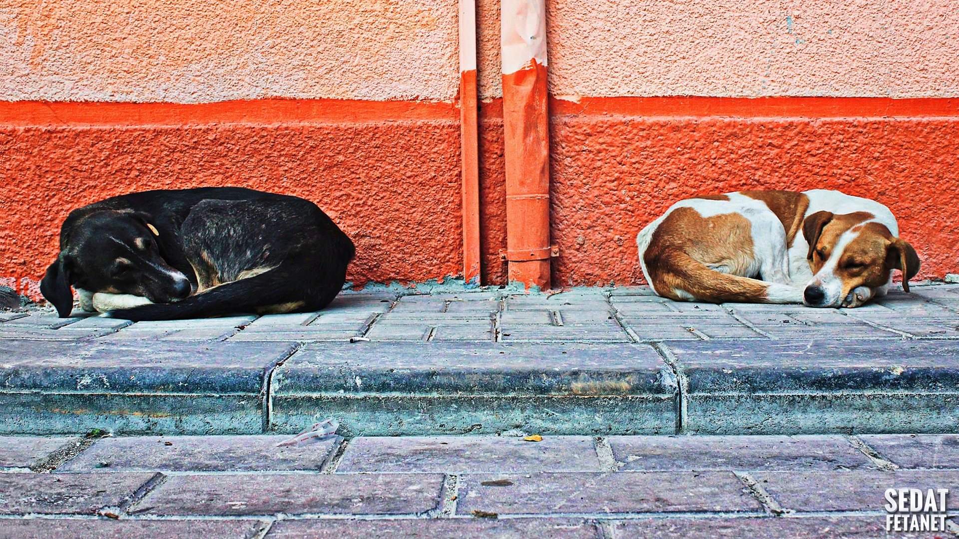 две собаки спят на ступеньках здания рядом с красной стеной