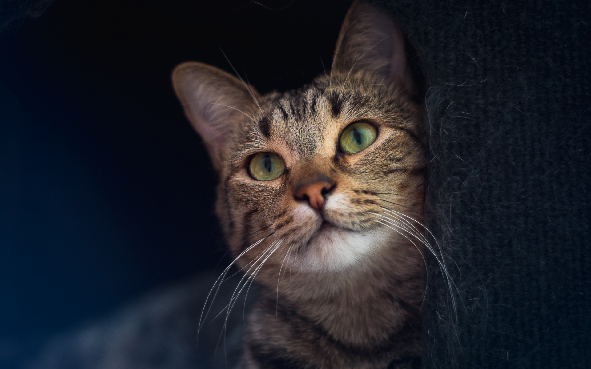 кот