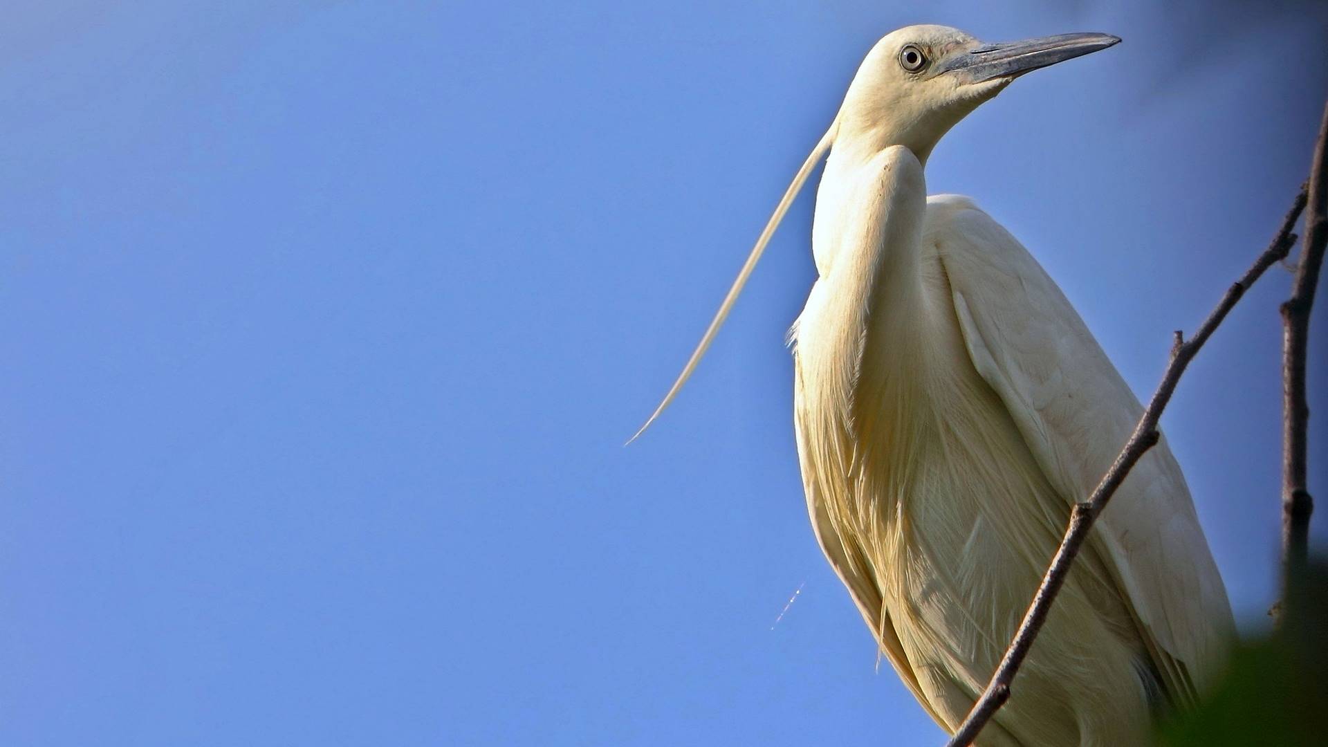 ципел, гребень