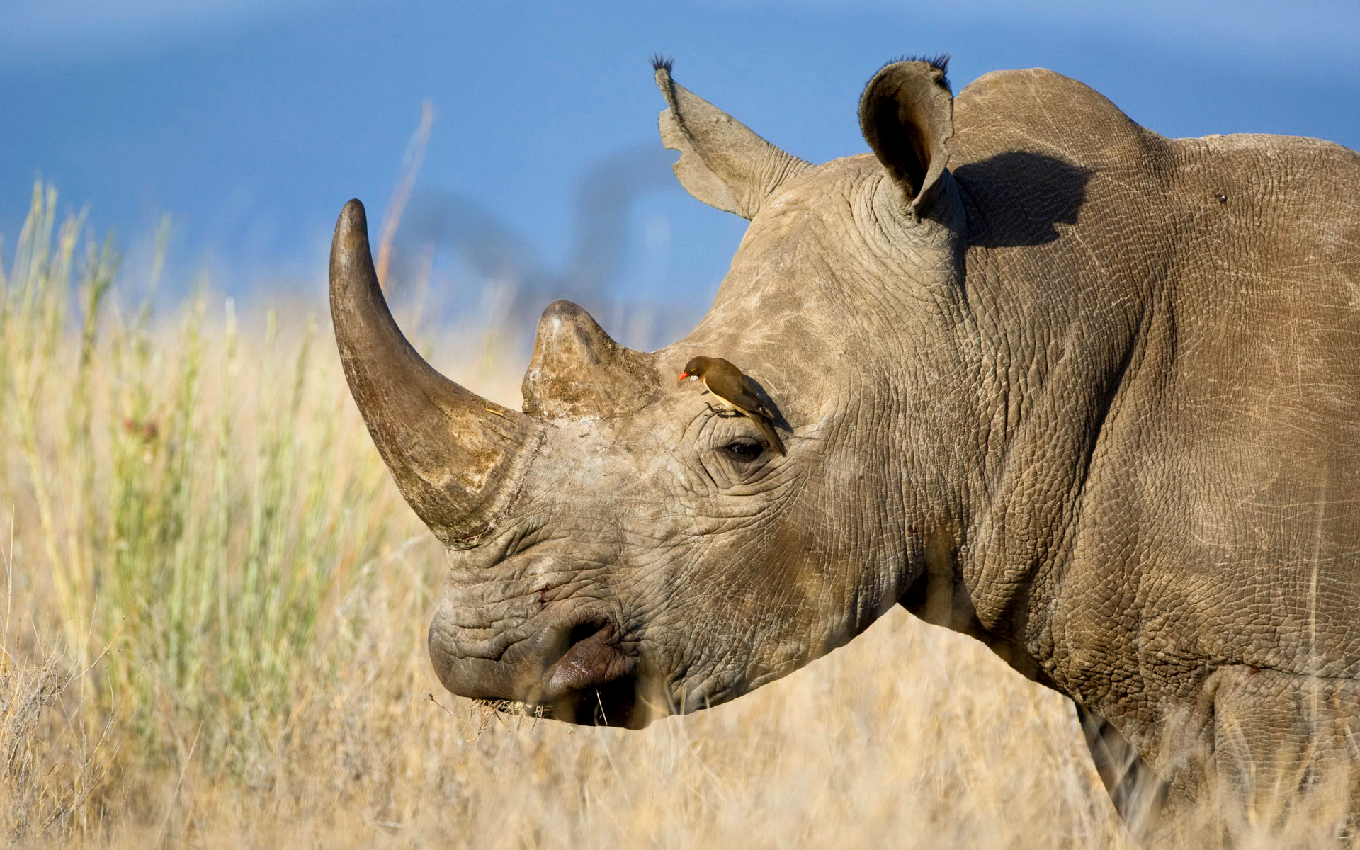 rhino, вы, скачать