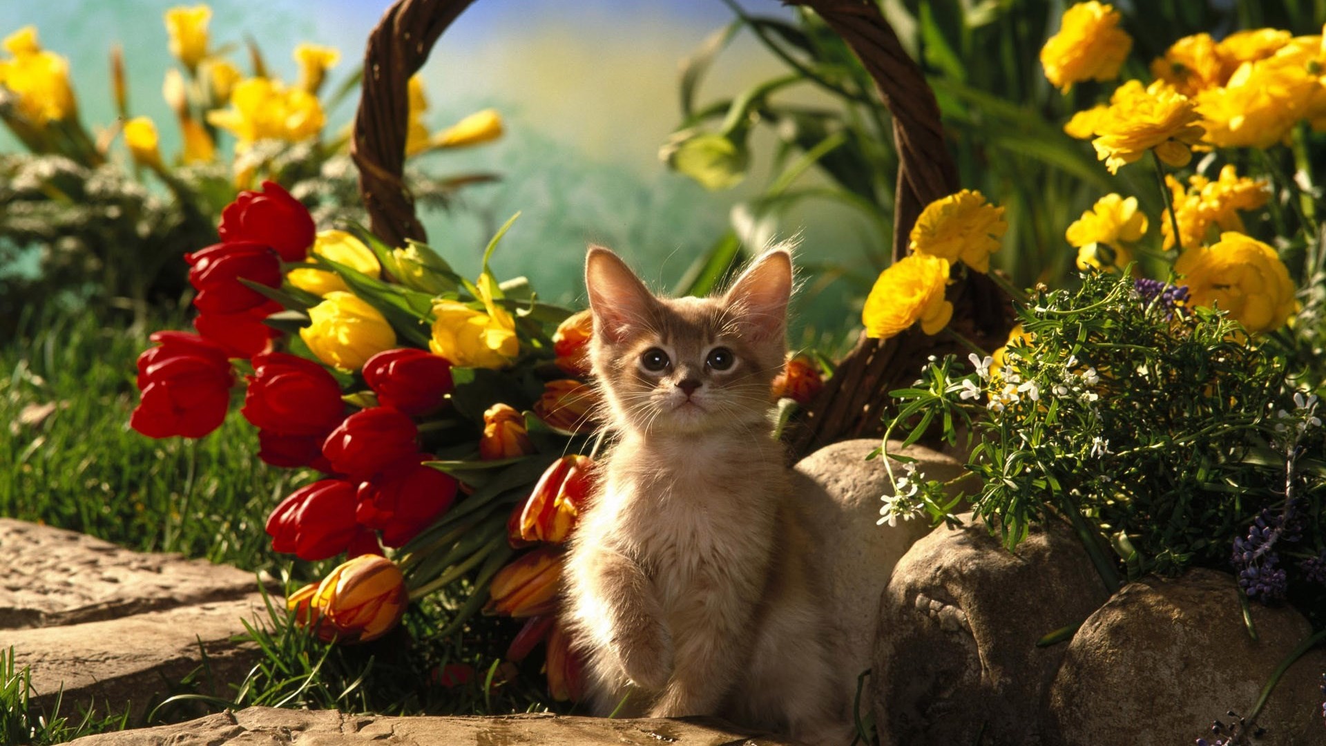 кот, тюльпан, котенок