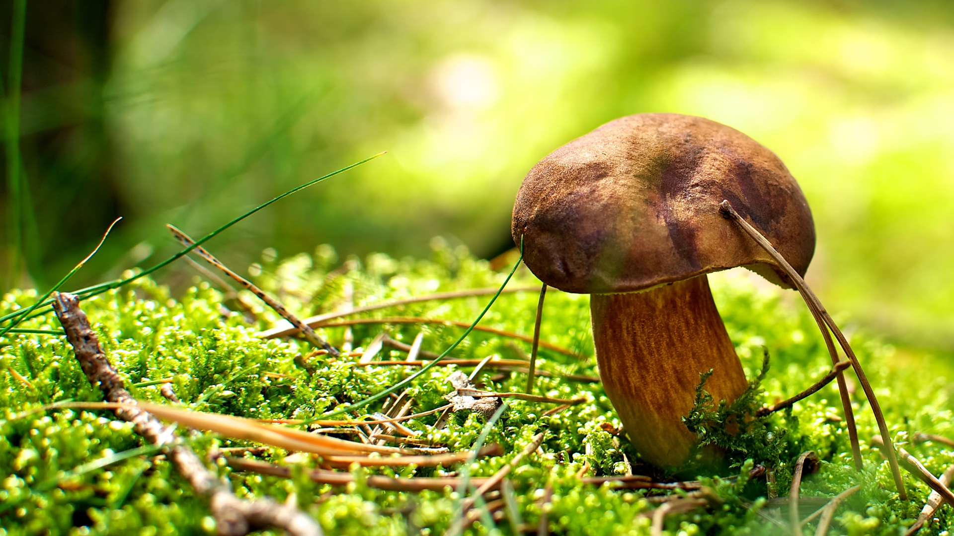 mushroom, мох, лес
