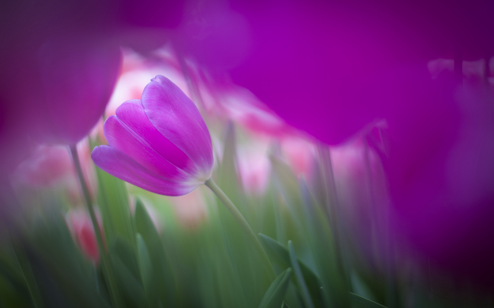 keukenhof, tulpen, pics
