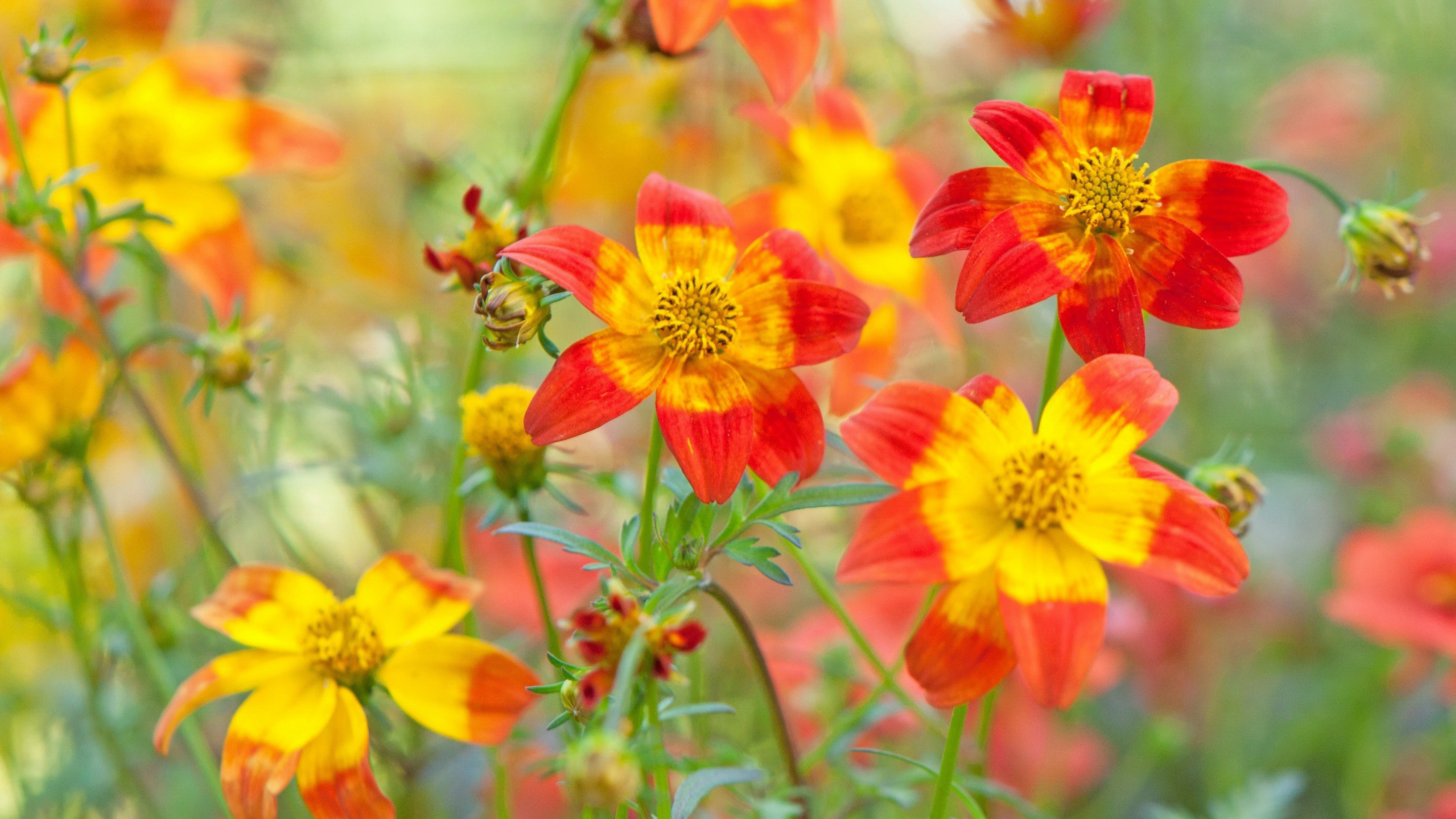 gullar, электричество, zinnia