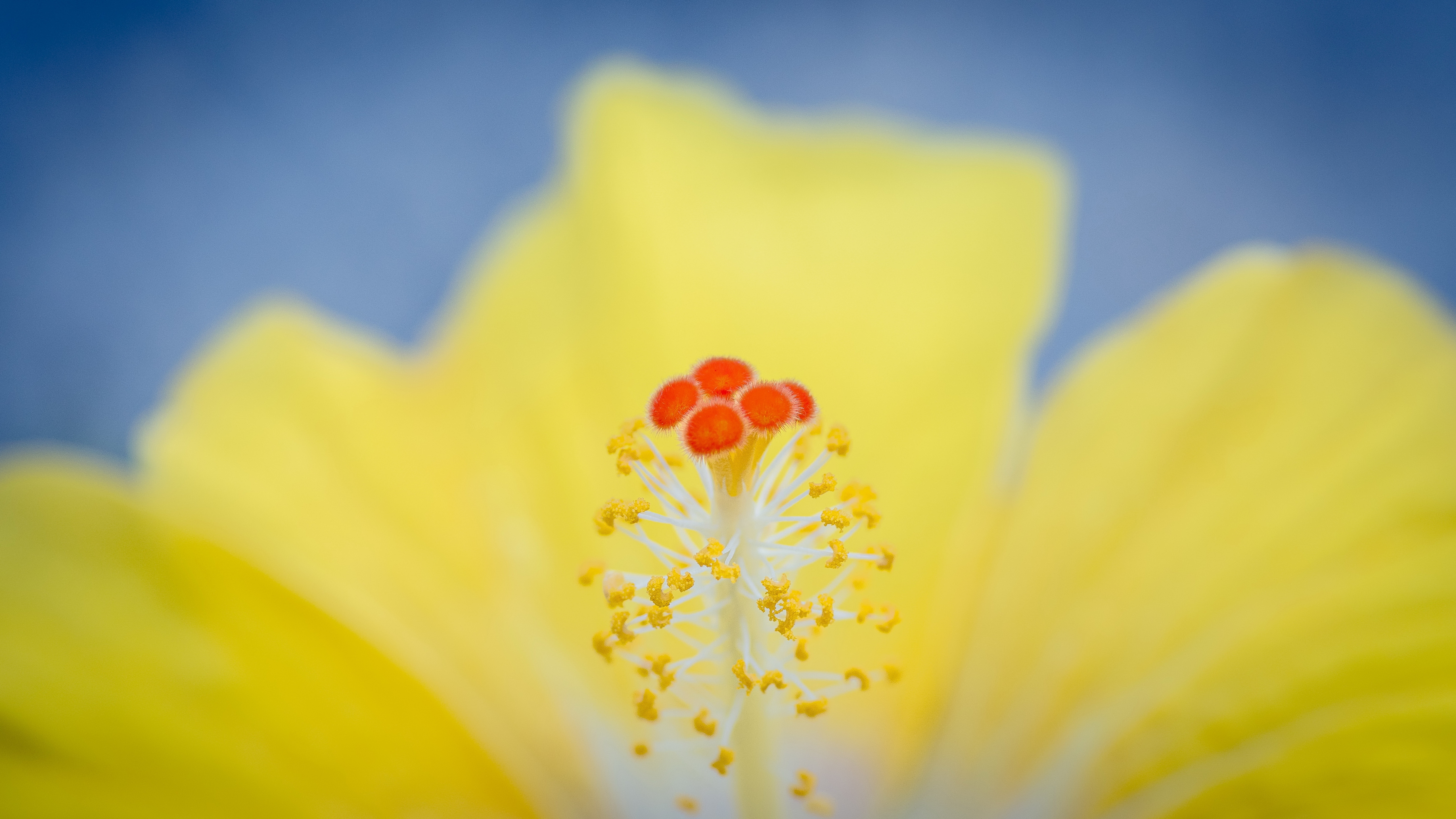 hawaiian, hibiscus, wikipediahibiscus