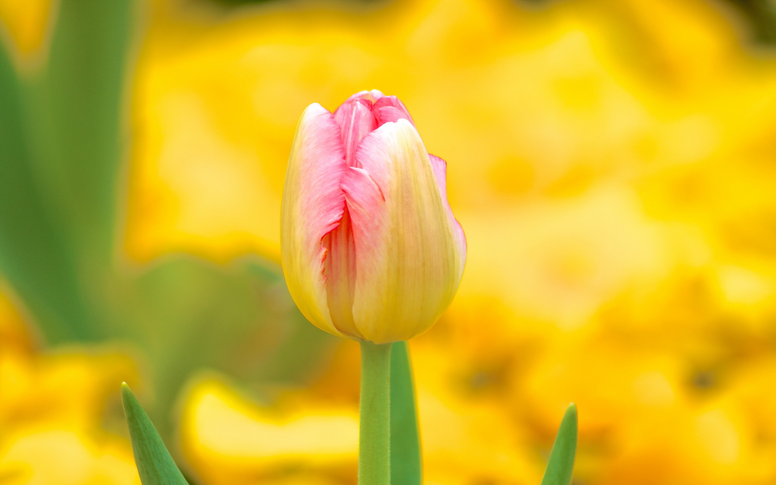тюльпан макро размытость Tulip macro blur без смс