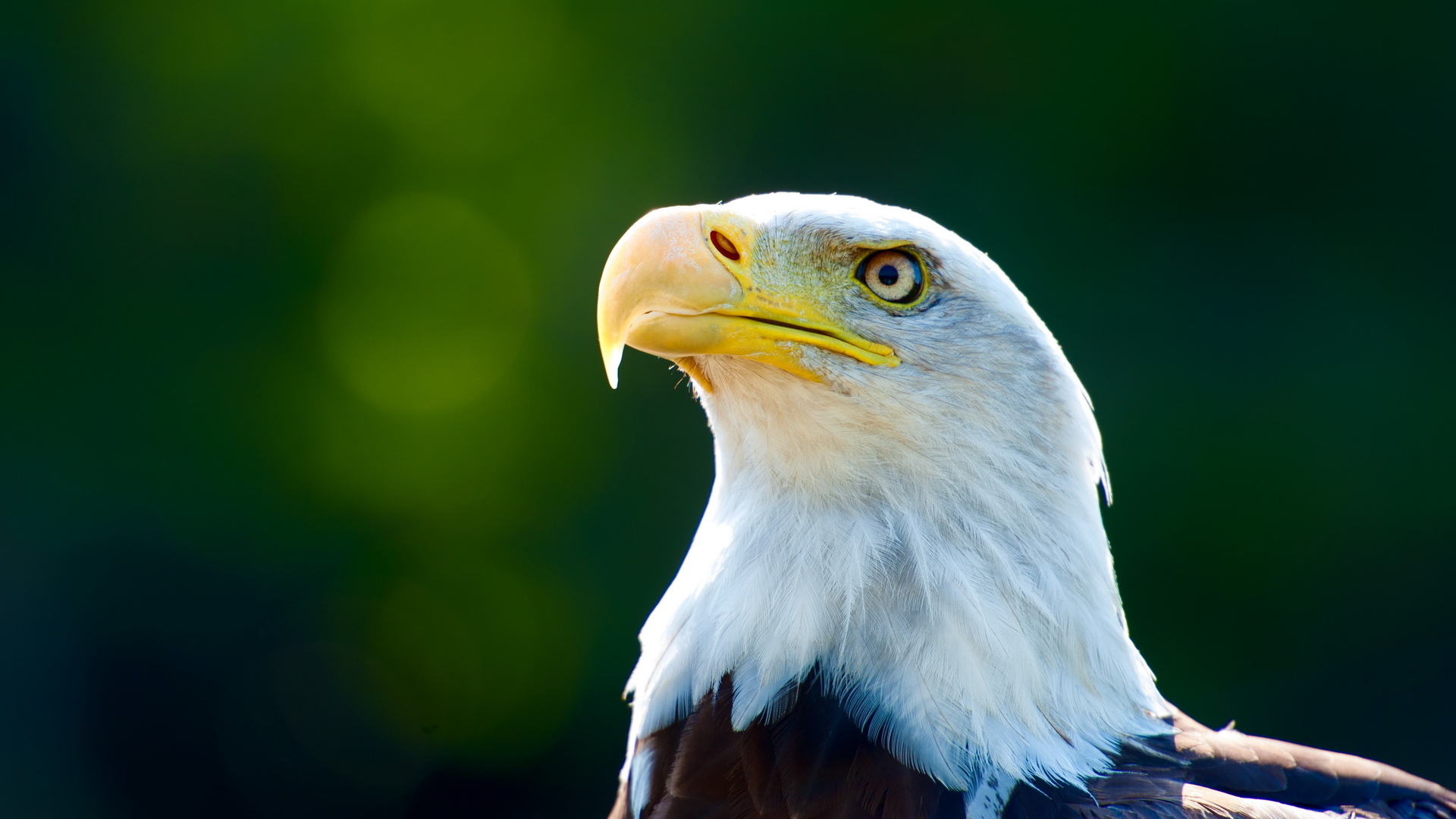 орлан, птица, птицы