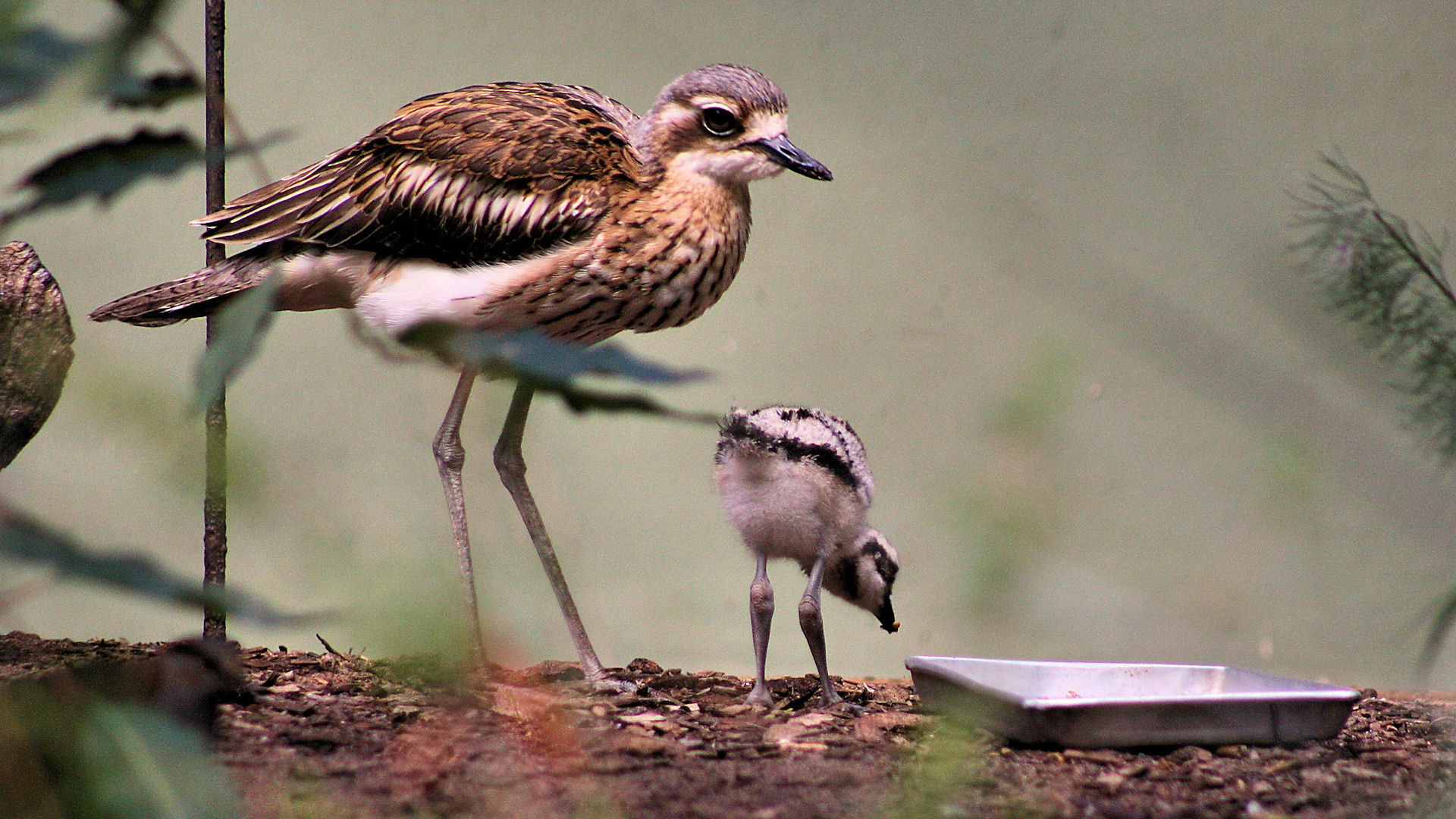 кроншнеп, камень, птица