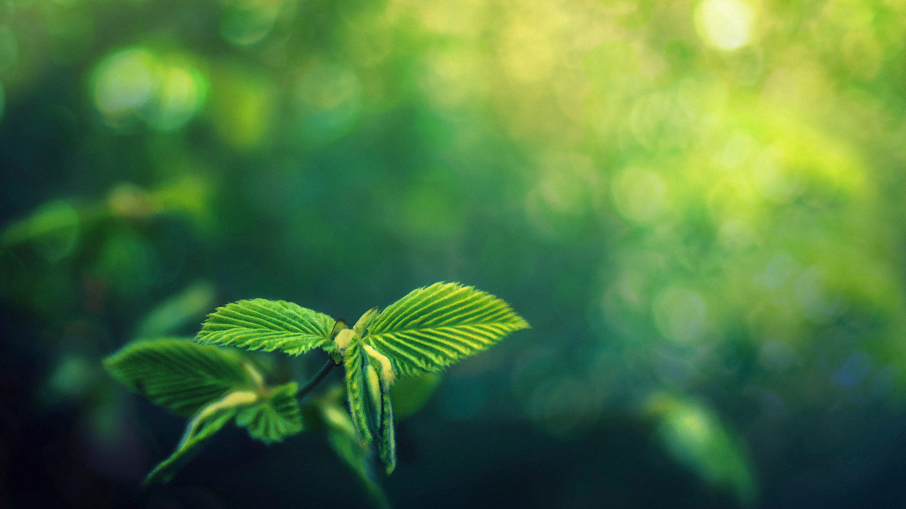 verde, зелёный, pantalla