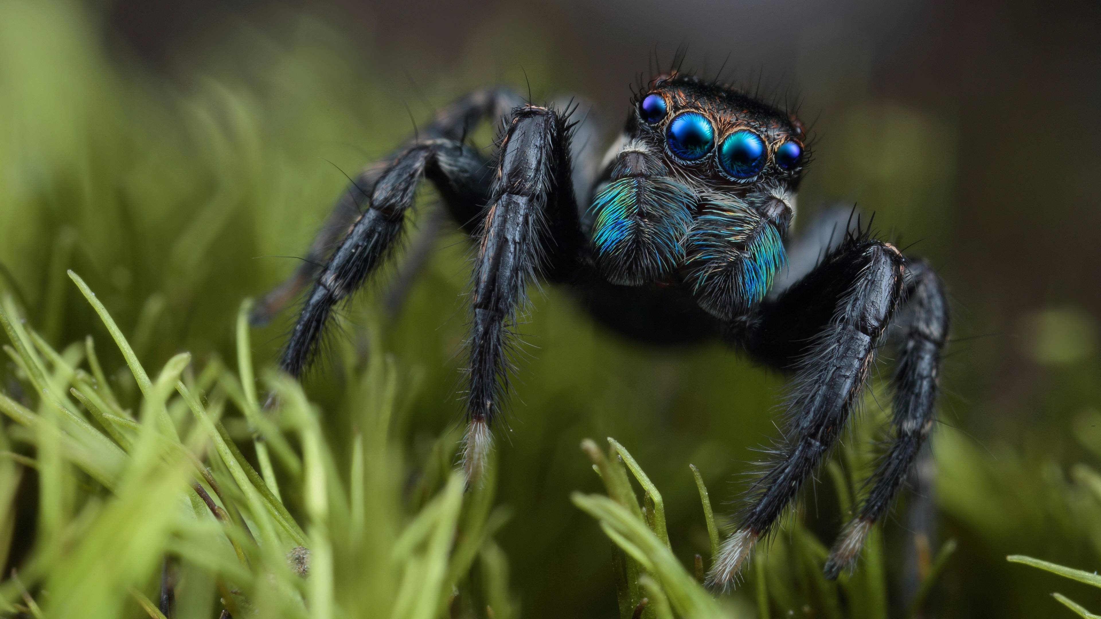 Spider. Паук скакунчик черный. Паук скакунчик глаза. Паук скакунчик паучата. Паук скакун.