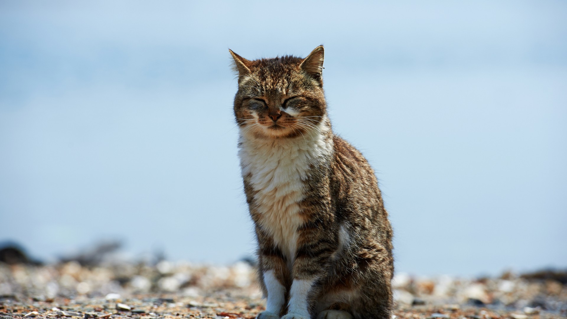 кот, кото, полосатый