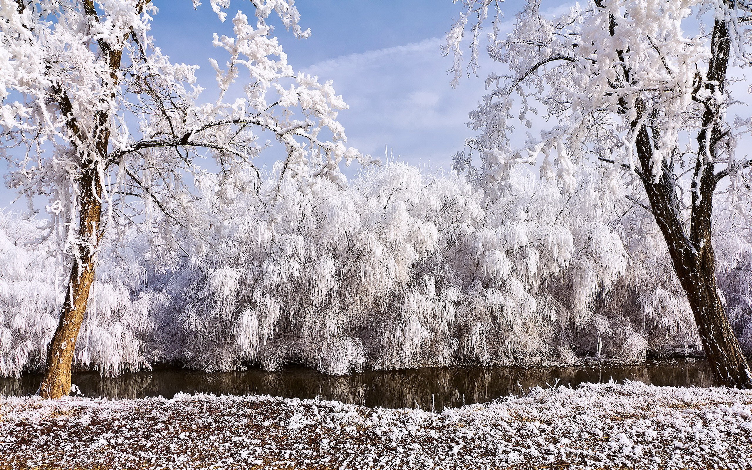 Ноябрь время года. Иней на деревьях. Ранняя зима. Природа ранняя зима. Ива зимой.