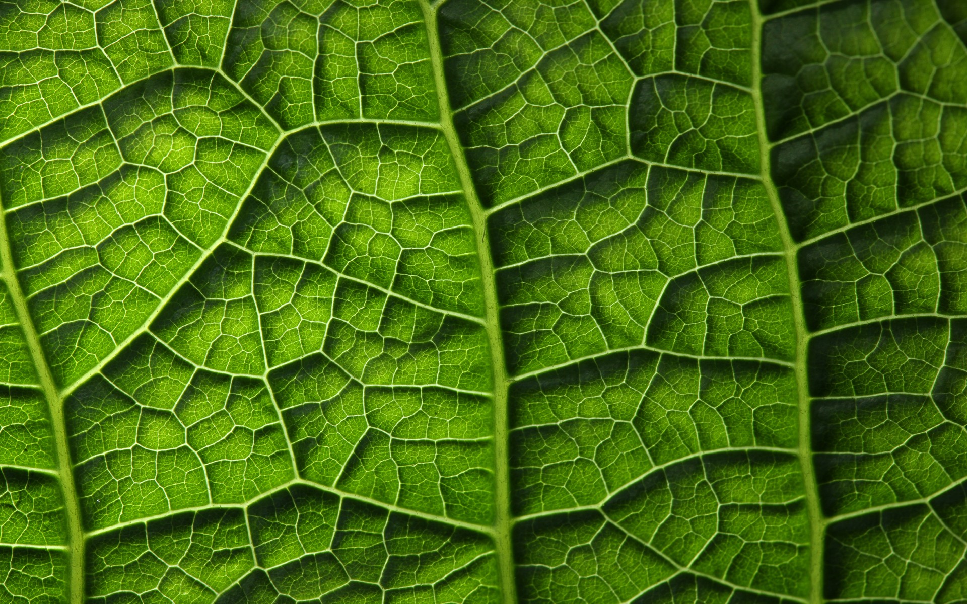зелёный, leaf, текстура