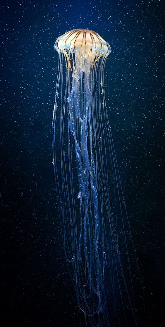 jellyfish, wikipediajellyfish,