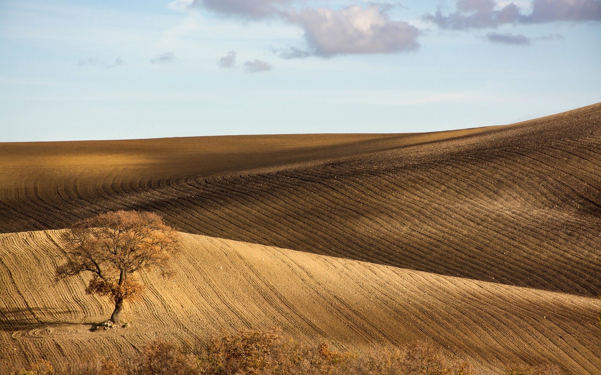 небо, дерево