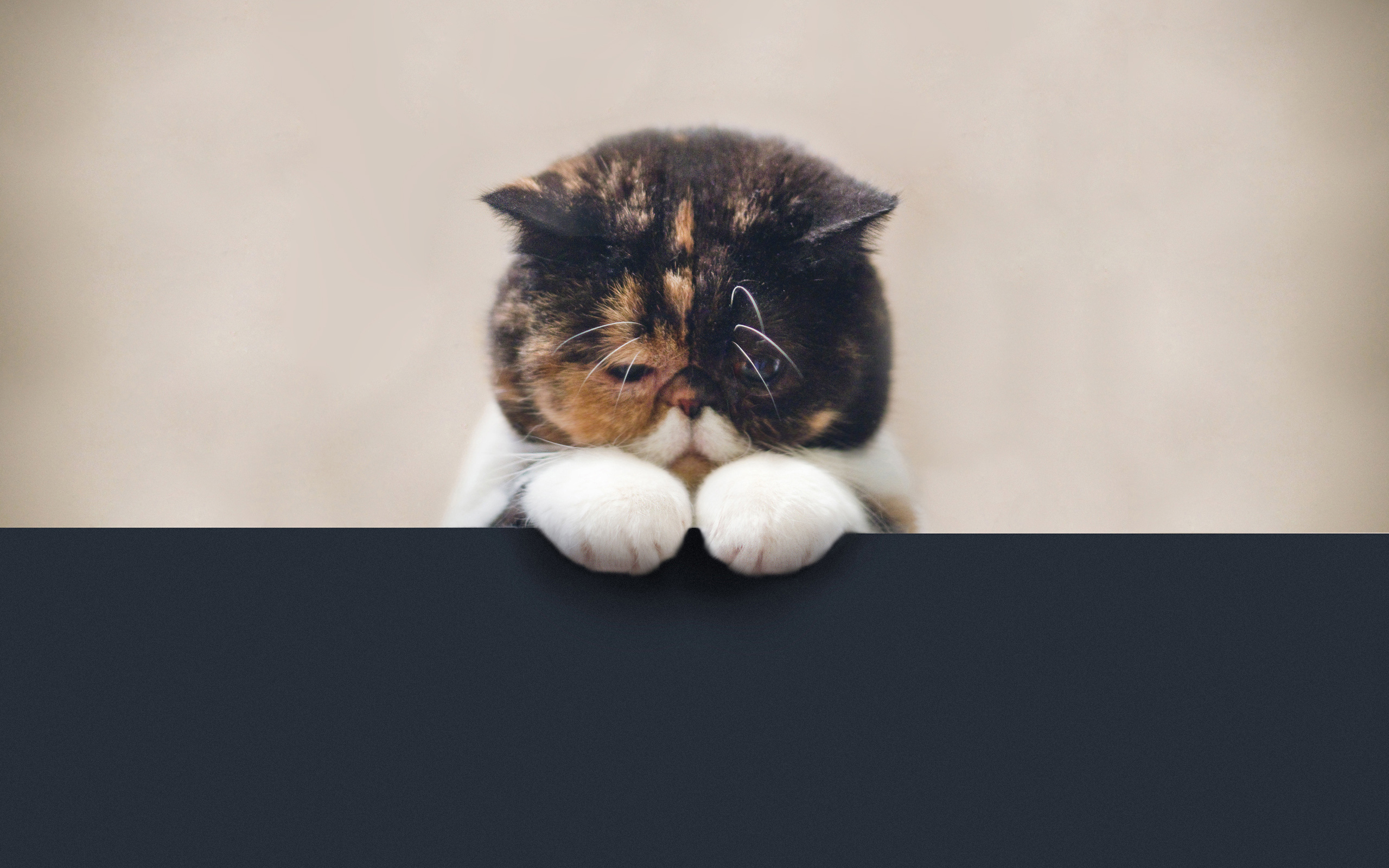 кошачий, пух