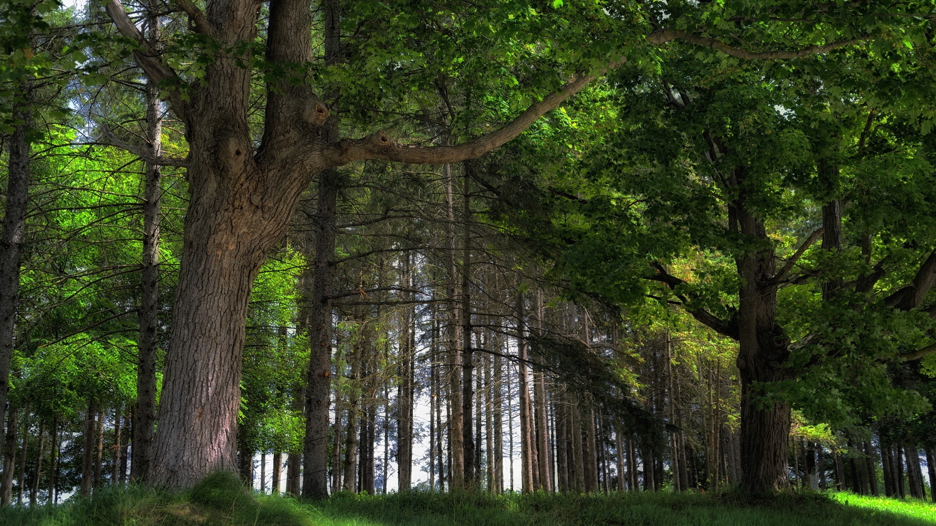 природа, лето