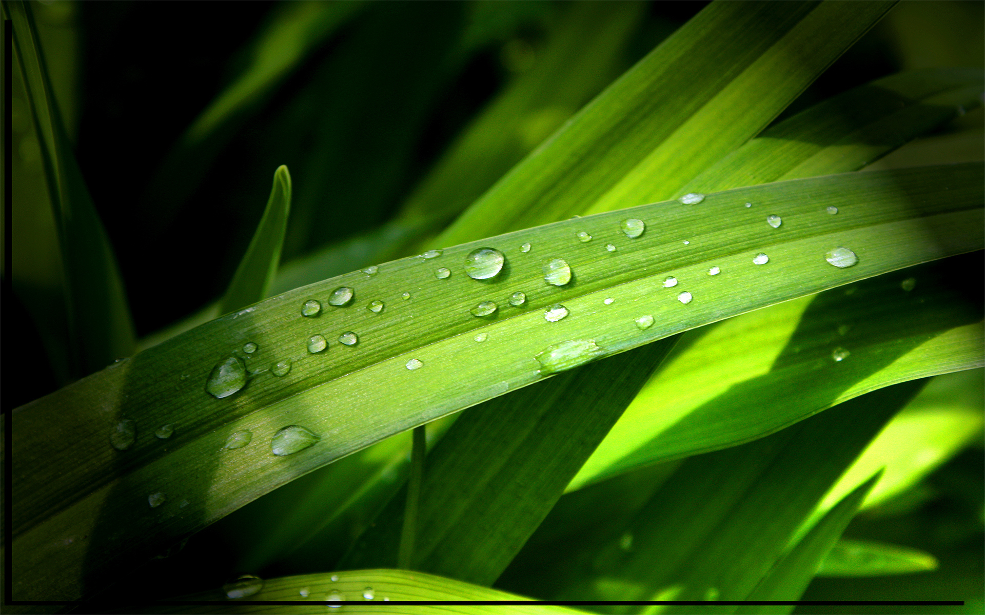 природа, трава, water