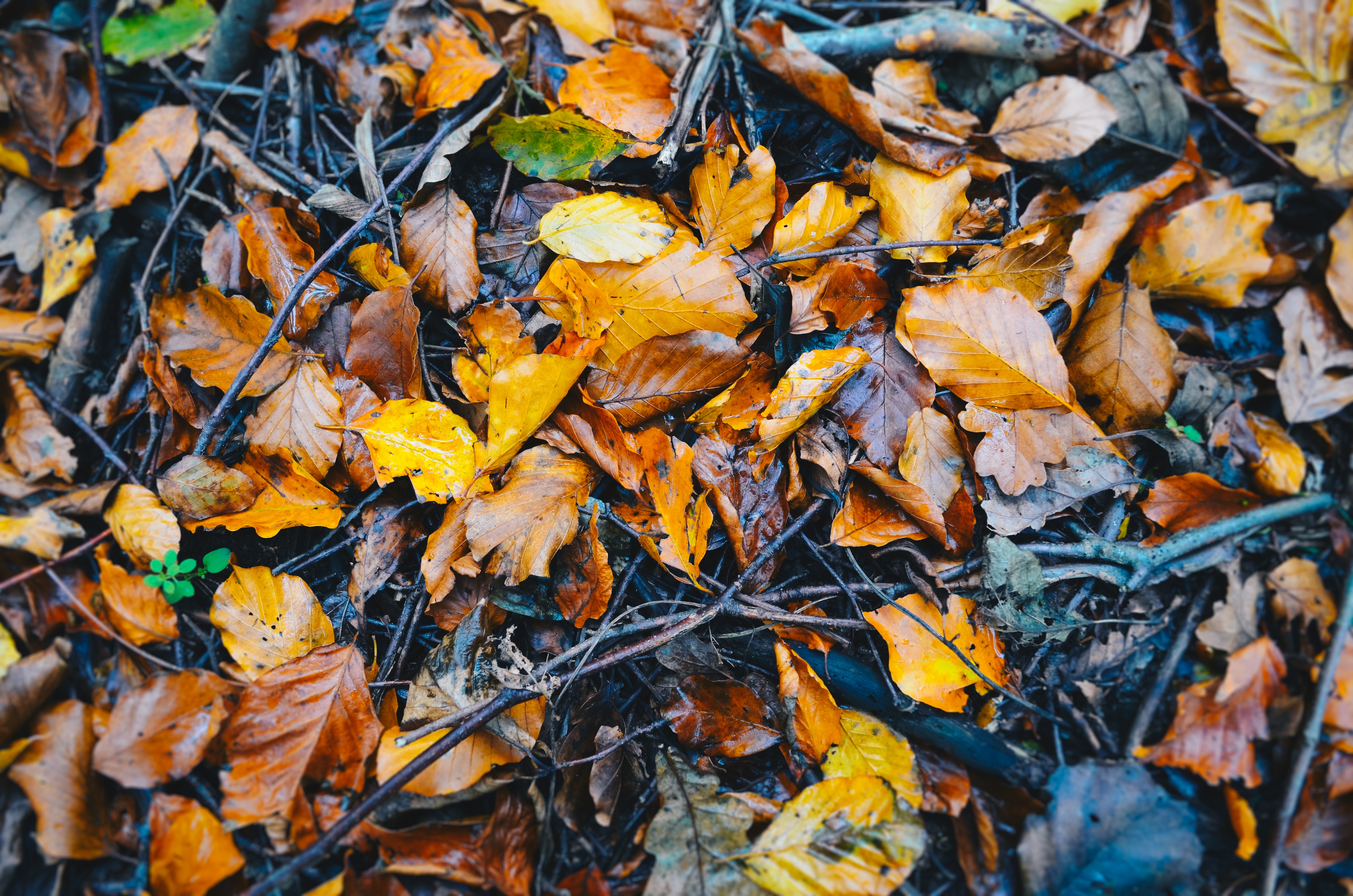 autunno, per, g