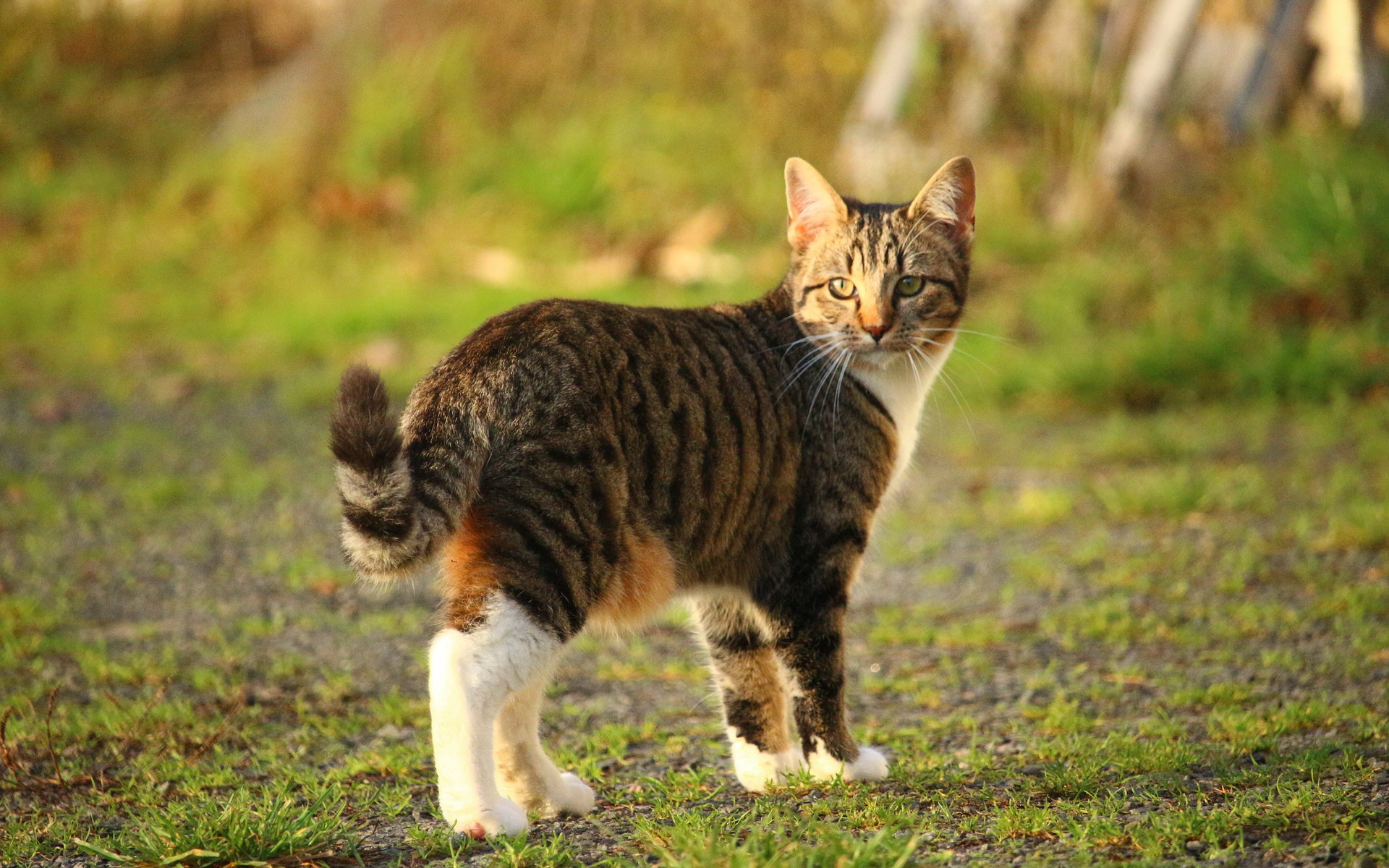 красивые, домашние