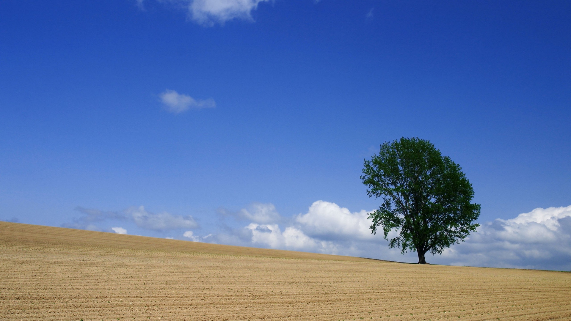деревья растущие в поле. деревья между полями. деревья между полями. красивое дерево. одинокое сухое дерево.