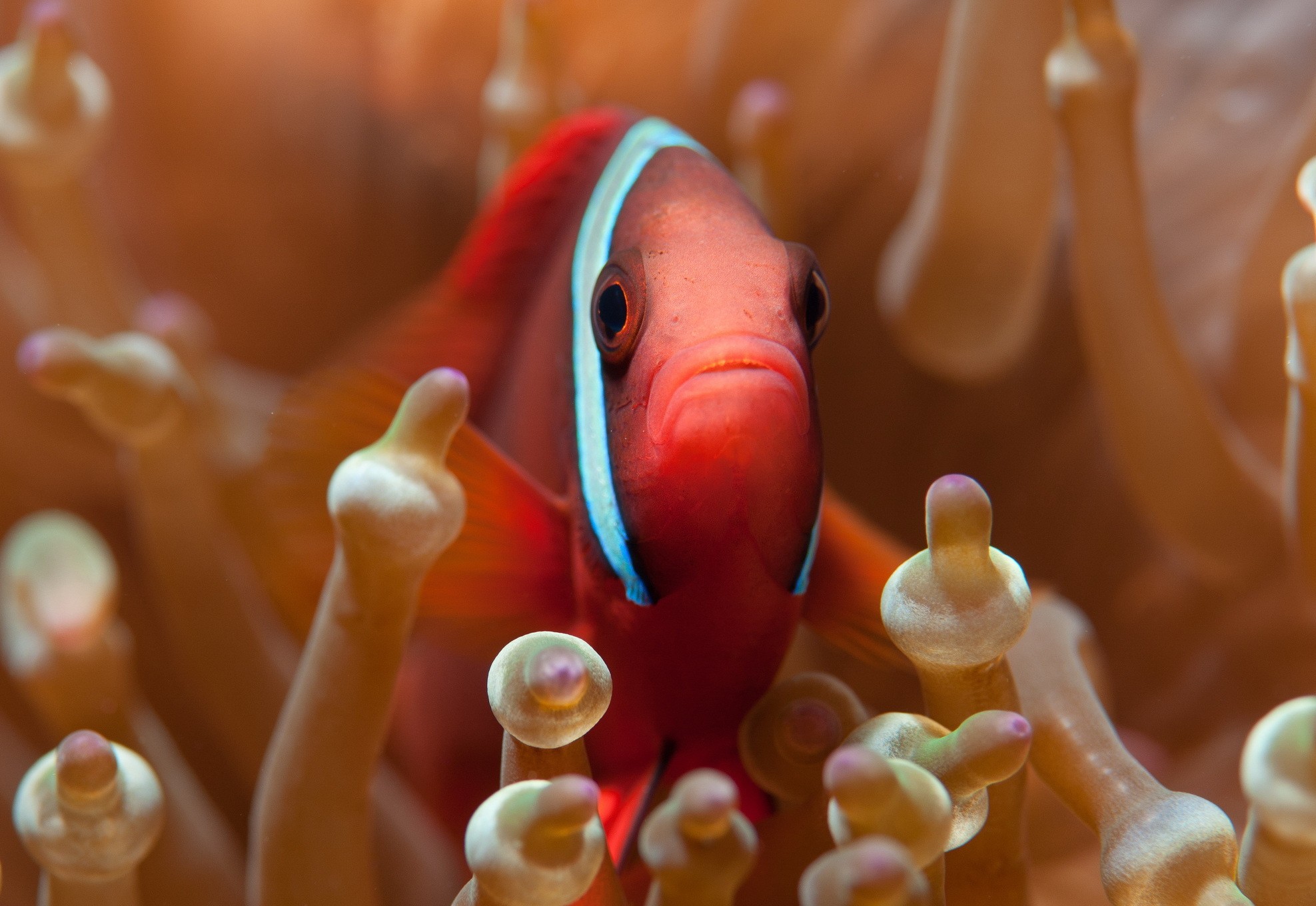 amphiprion, frenatus