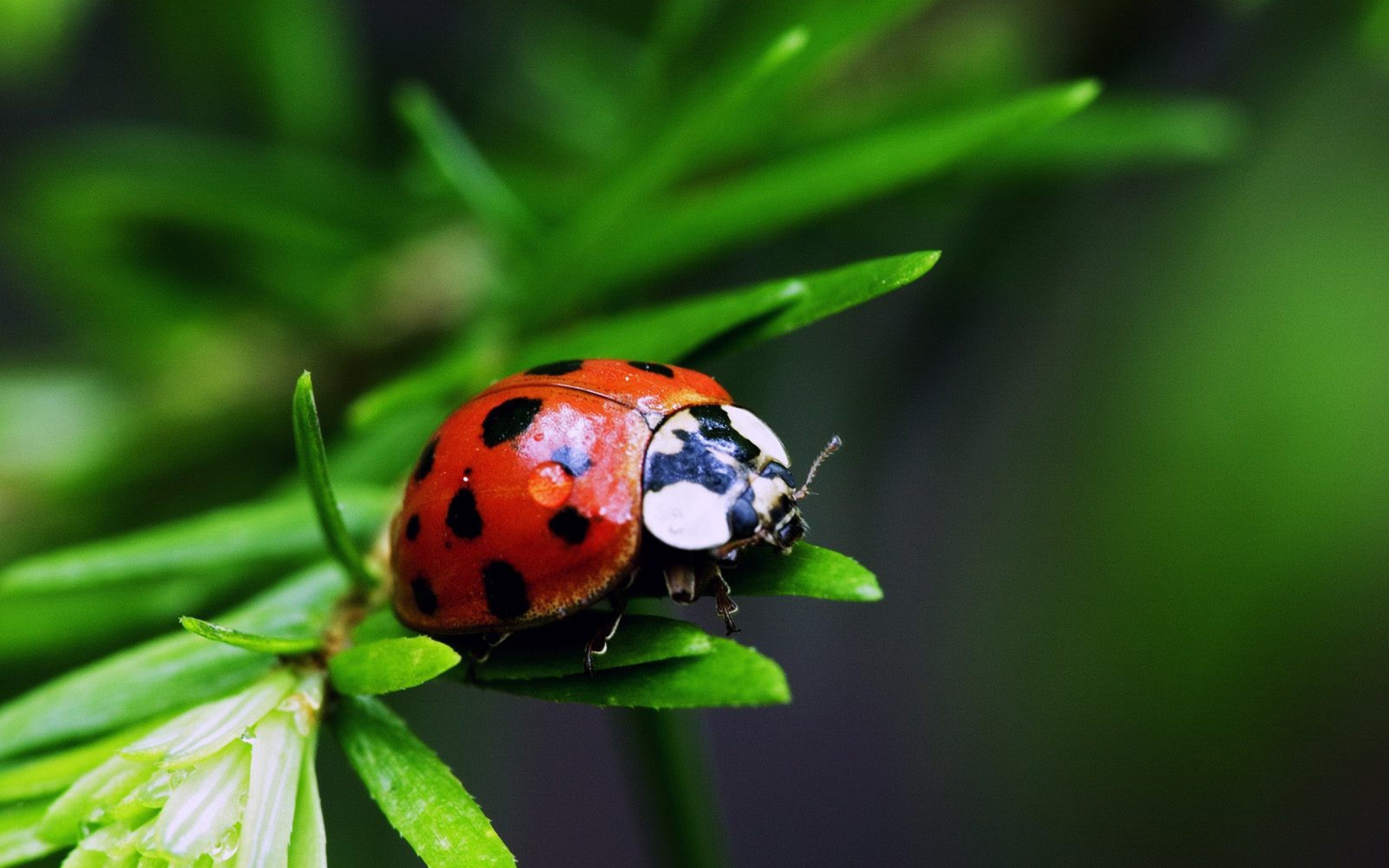 природа животные насекомое божья коровка nature animals insect God ladybug загрузить