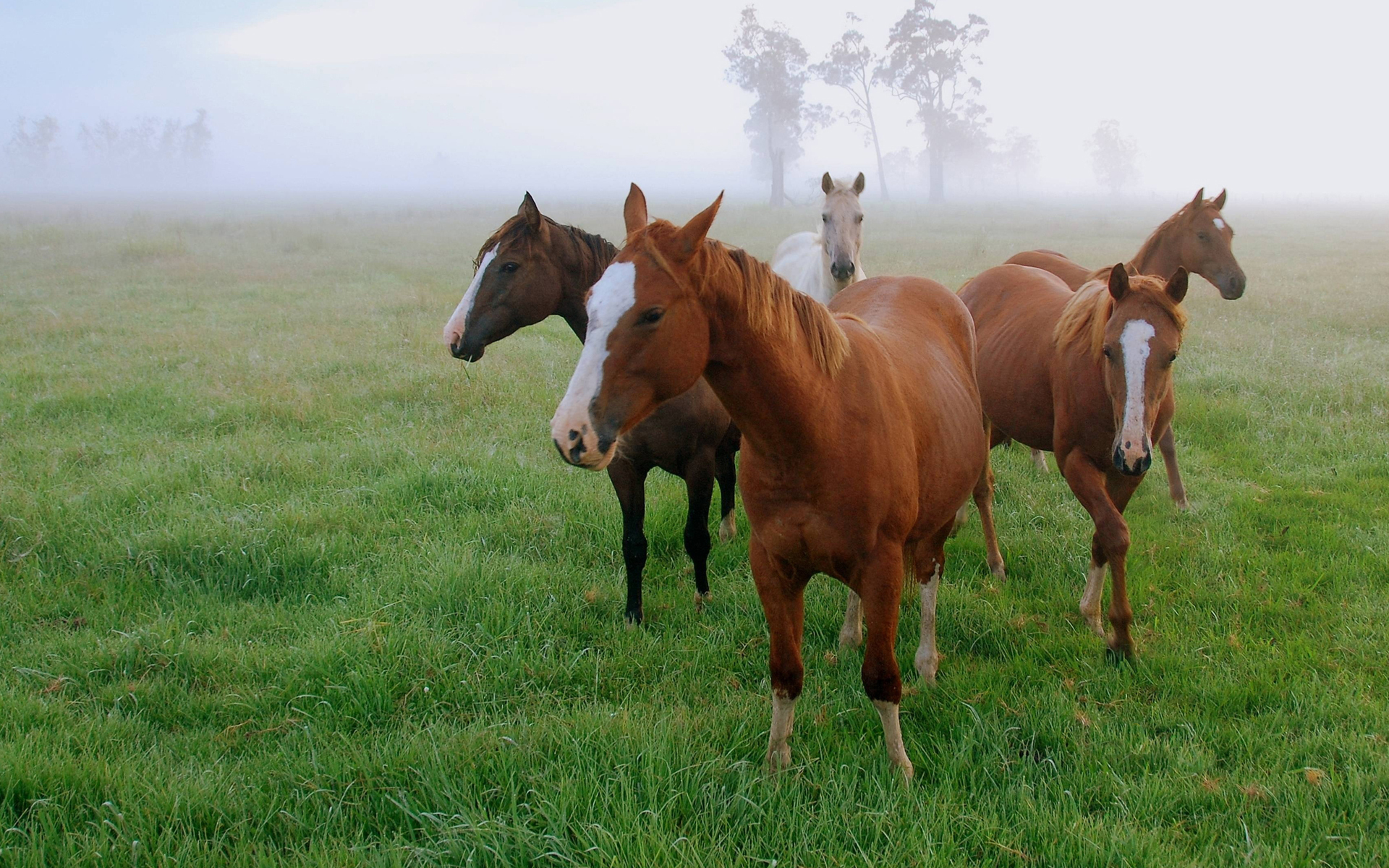 природа животные лошади овцы трава бесплатно