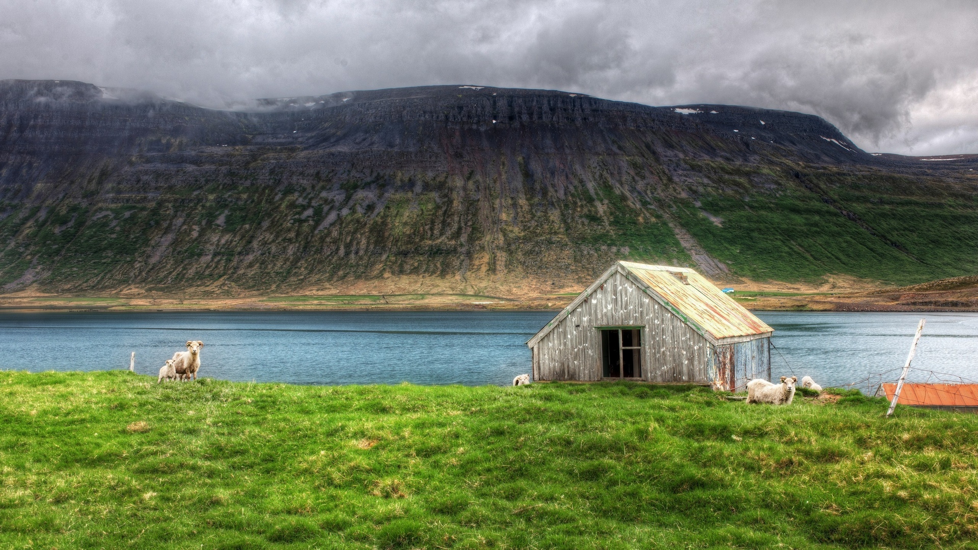 овцы, настольные, высокие