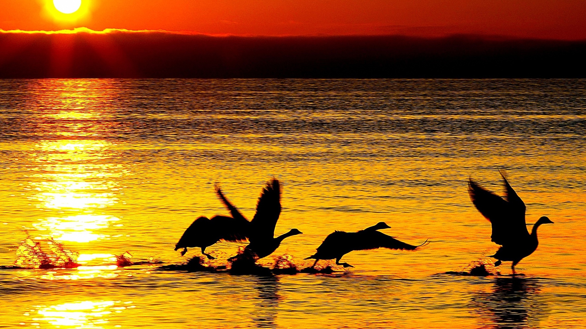 зац, цит, ubackground