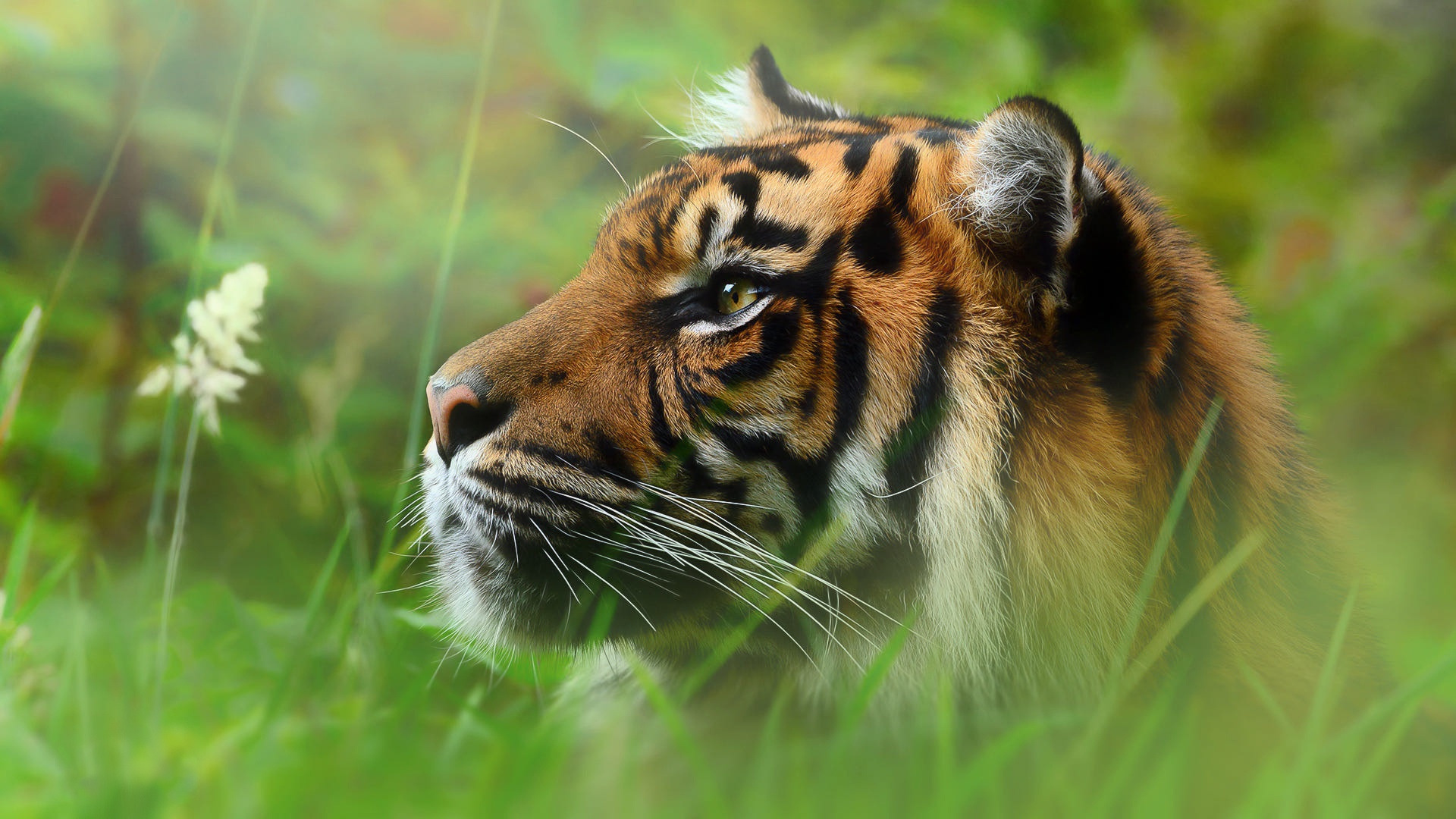 есть тигр, который смотрит на что-то в траве