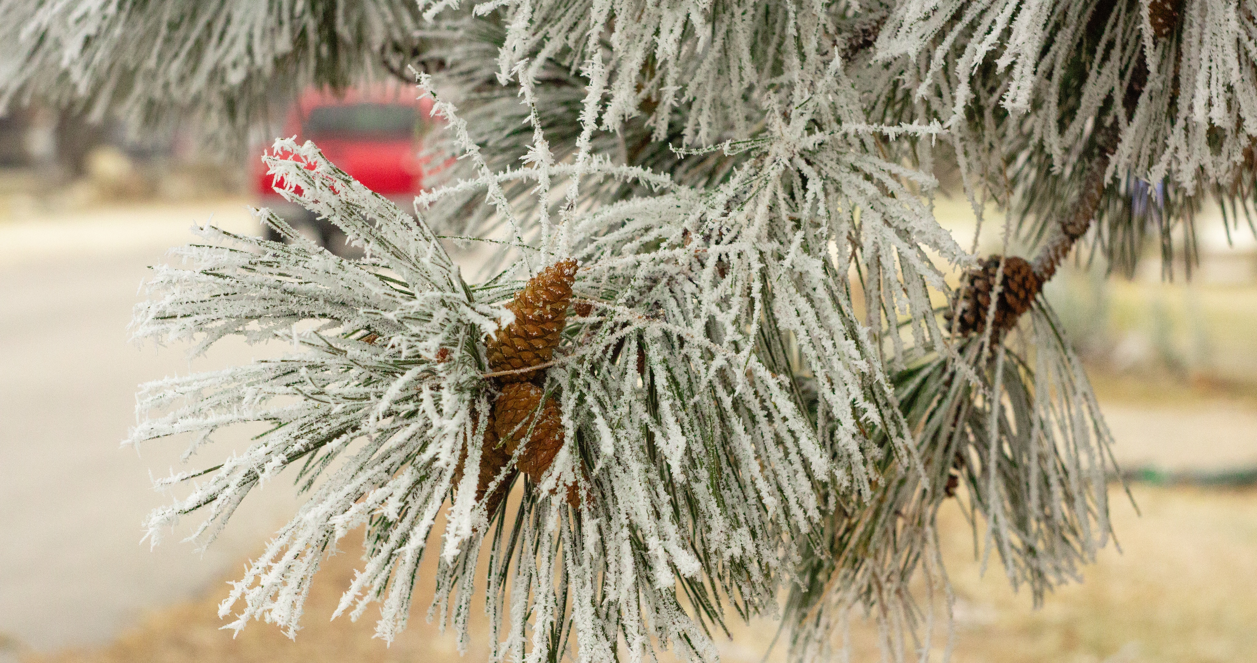 winter