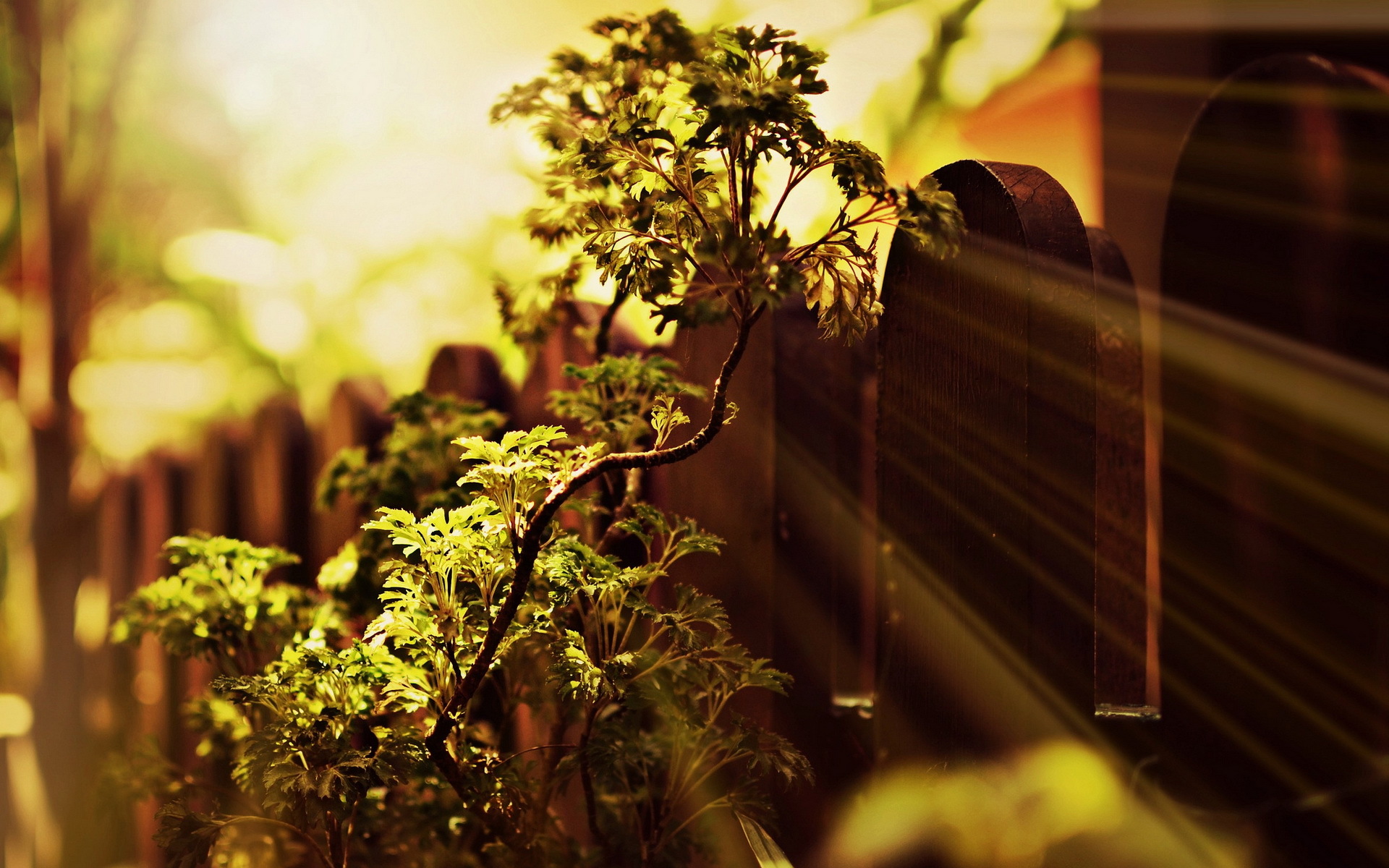 mac, natureza, любовь