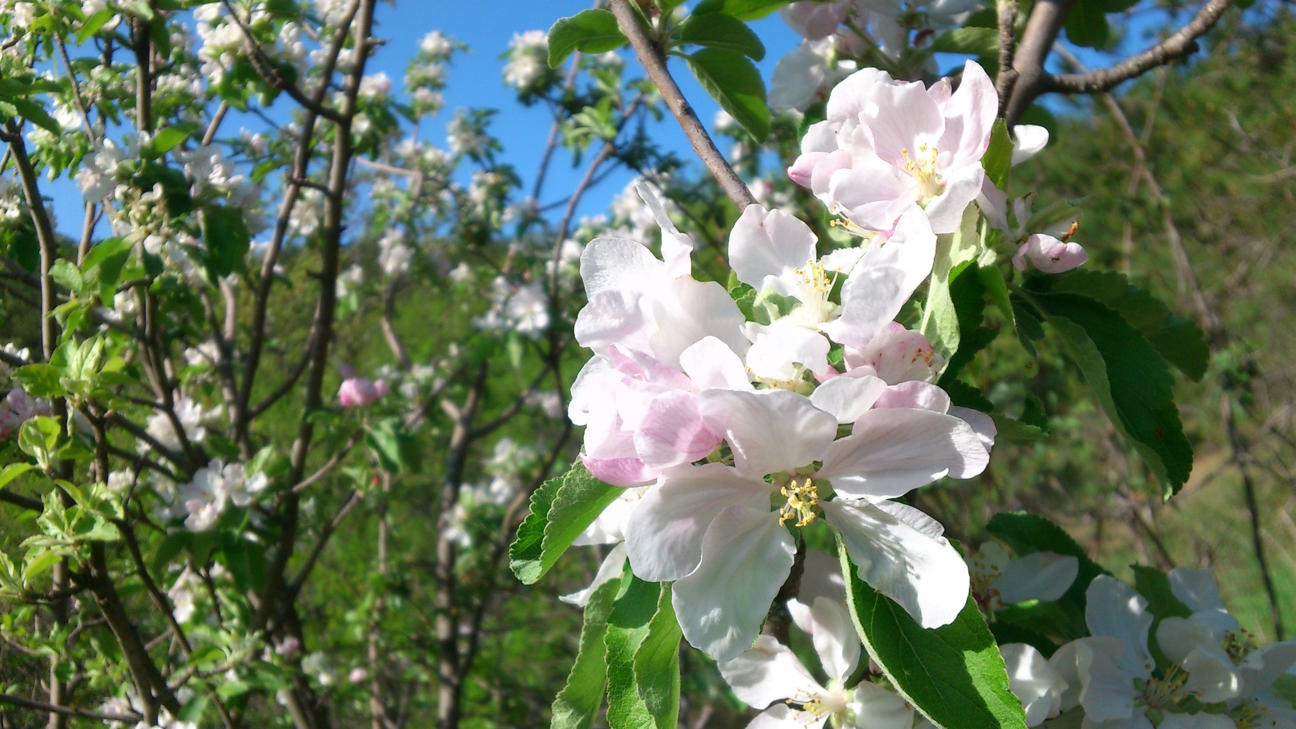 весна, природа, страница