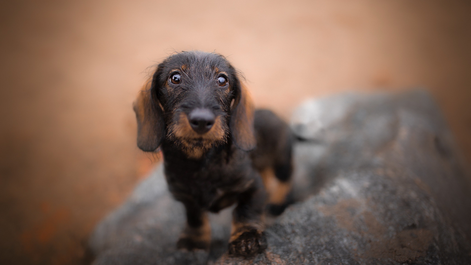 dachshund, зеленый