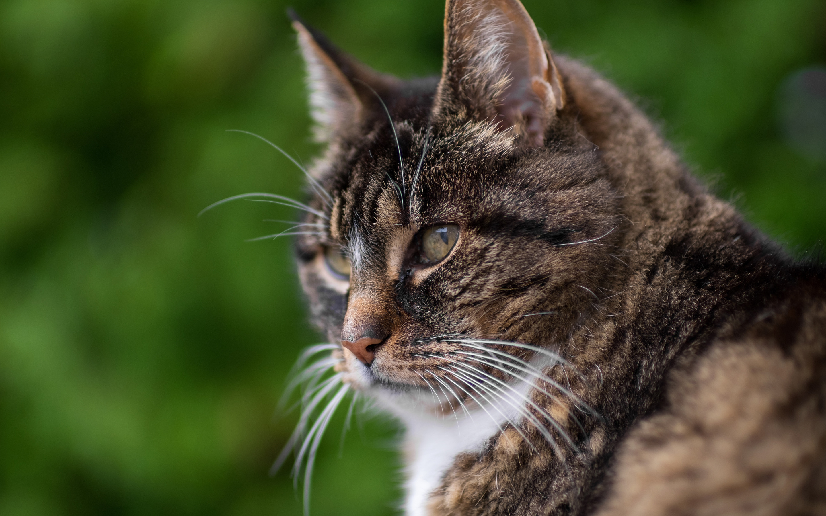 кот, животное, фото