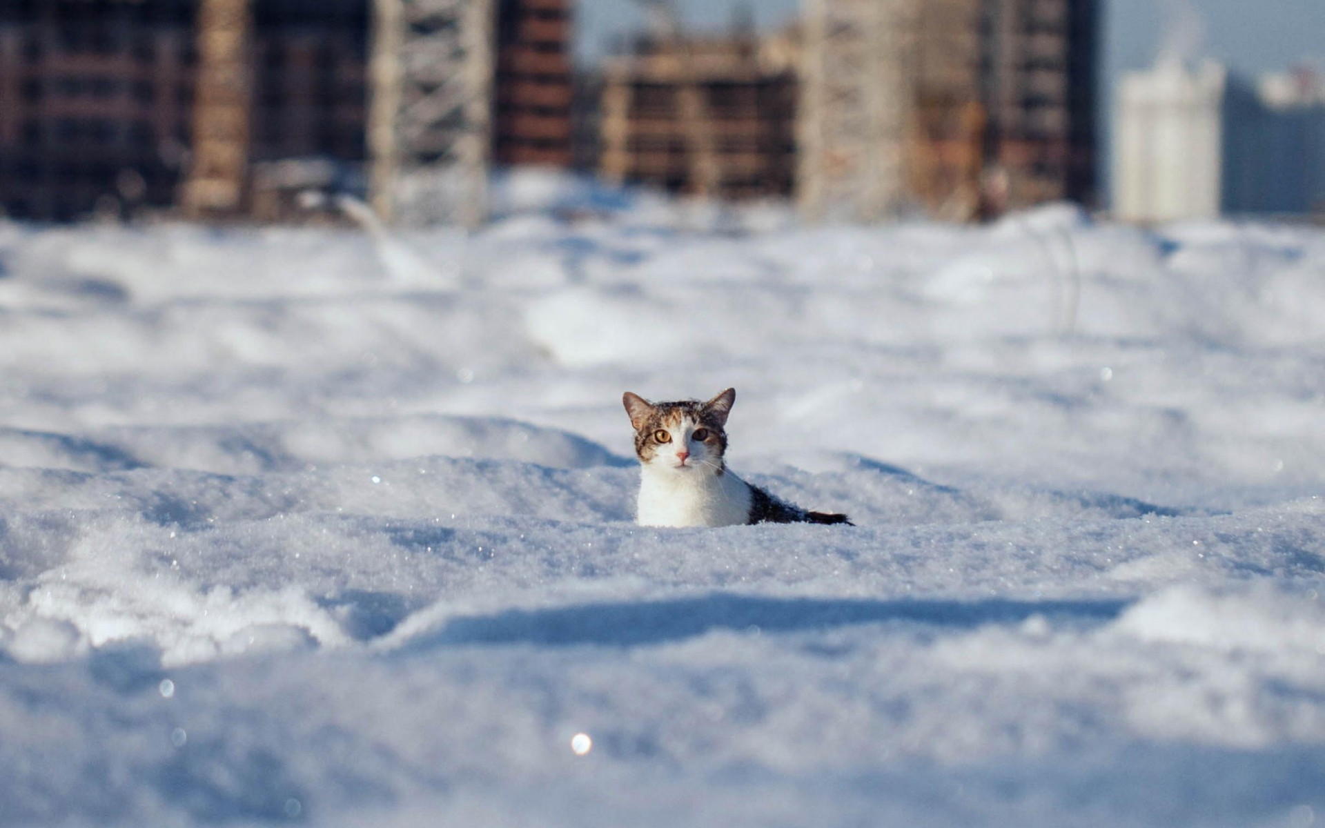 Картинки кот и снег