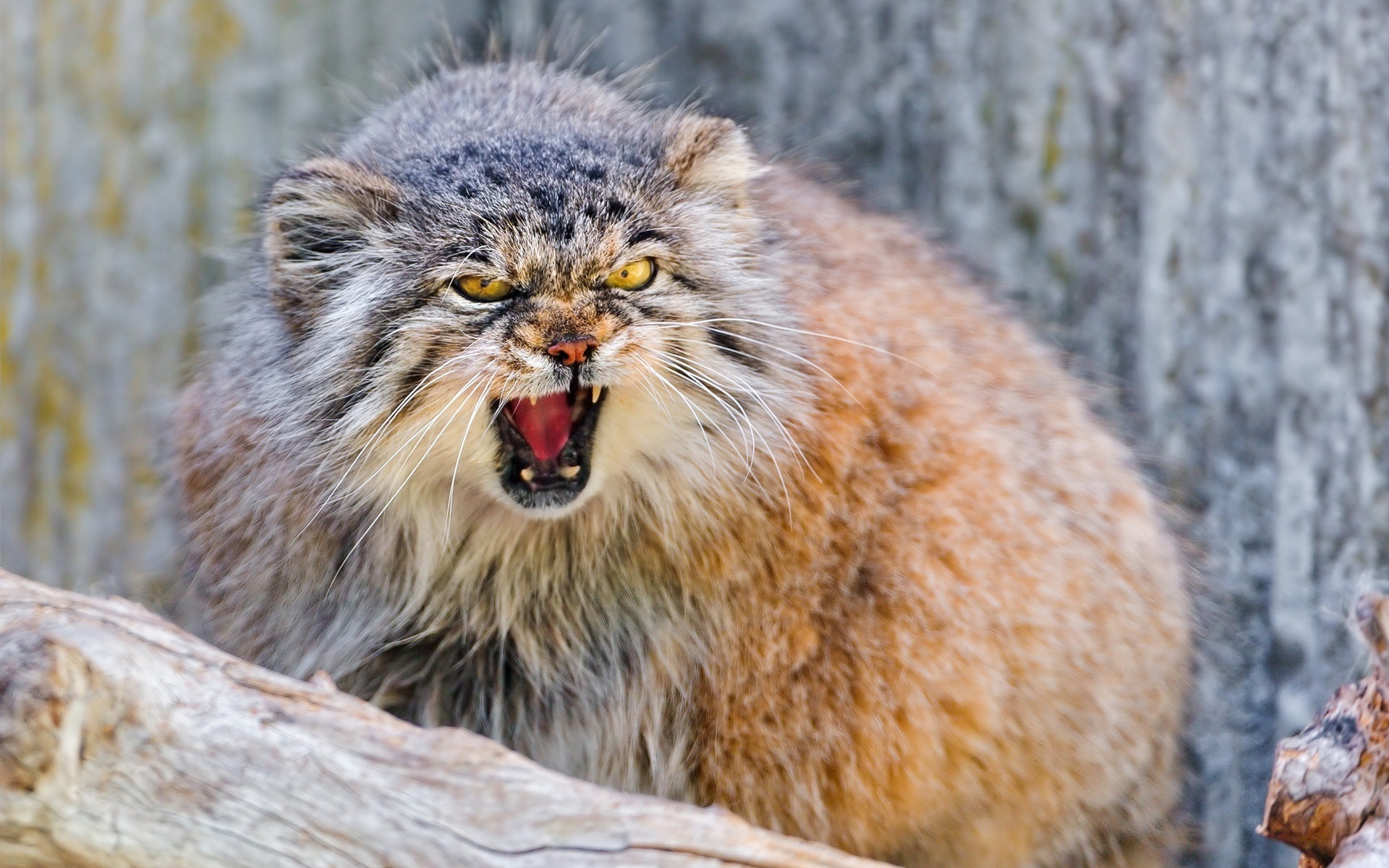 кошки, манул