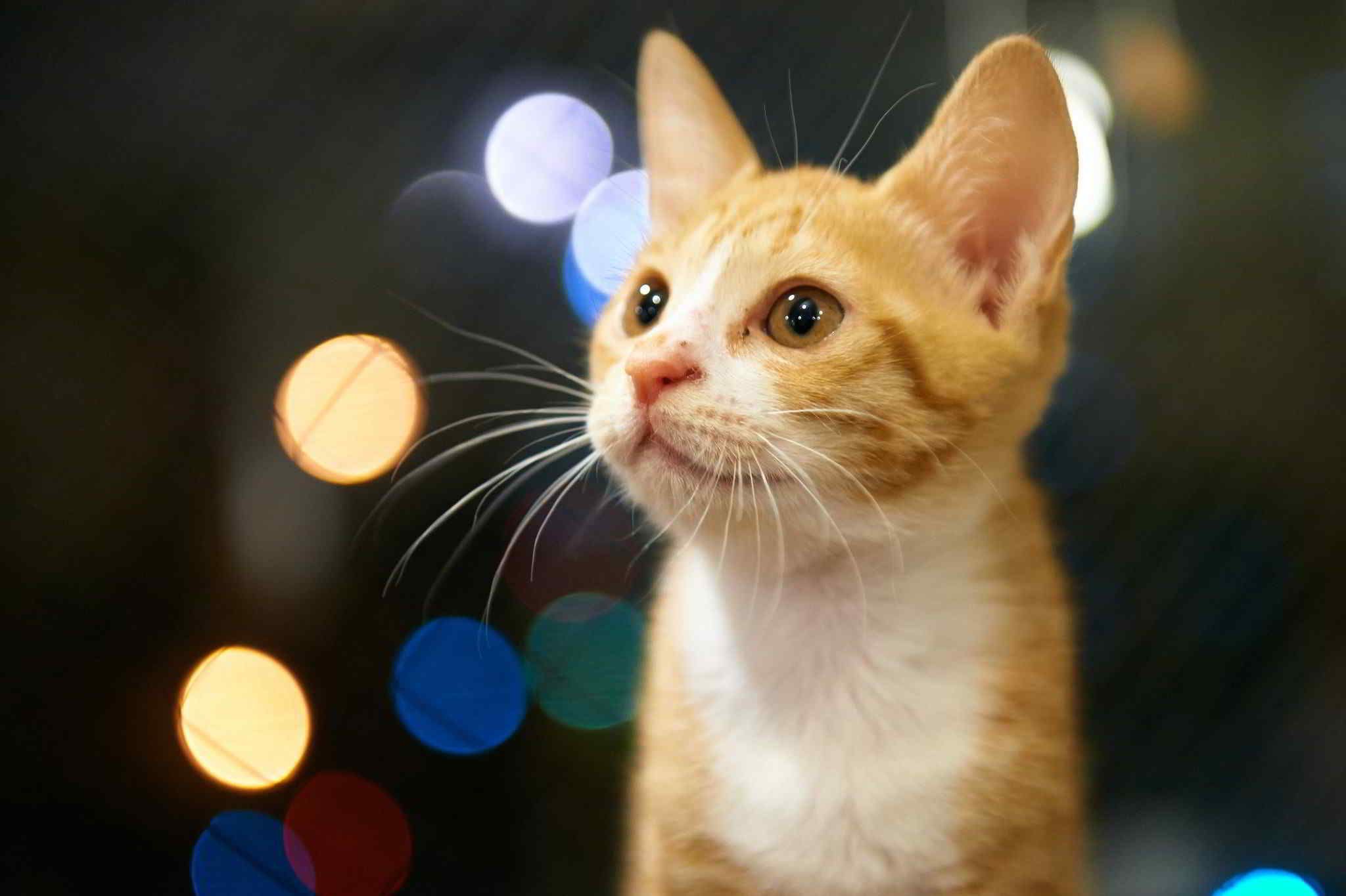 котенок, рыжий, смотреть