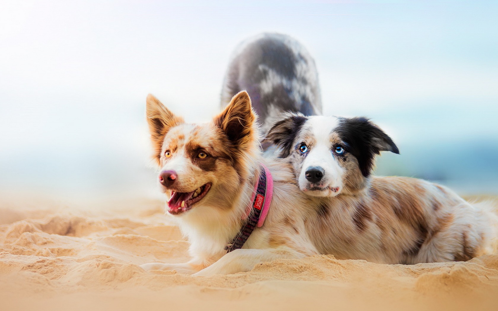 пляж, собаки